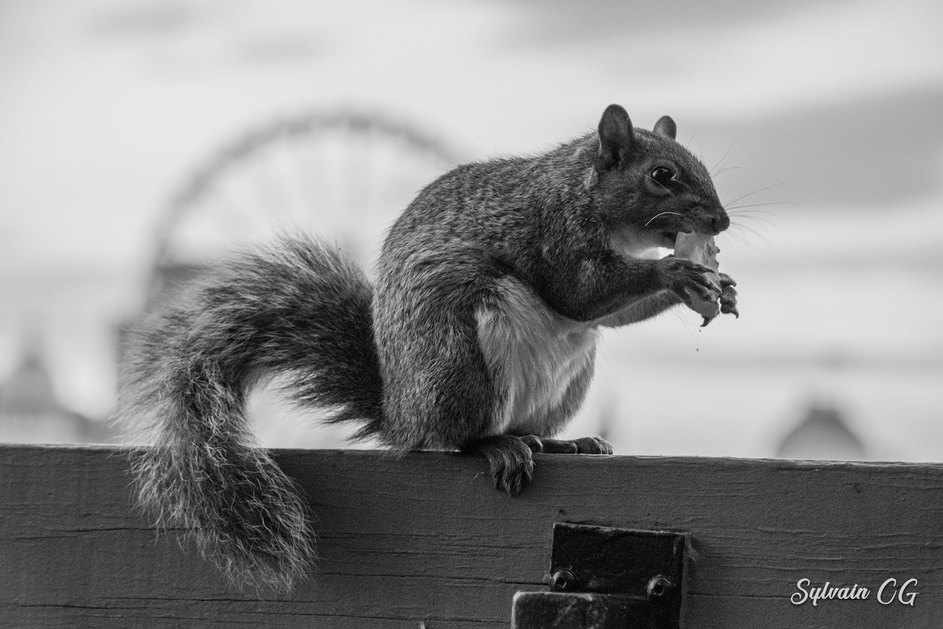 Squirrel - Dieppe Park