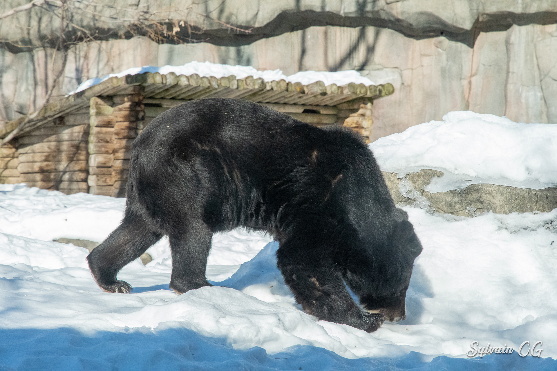Bear - Granby zoo