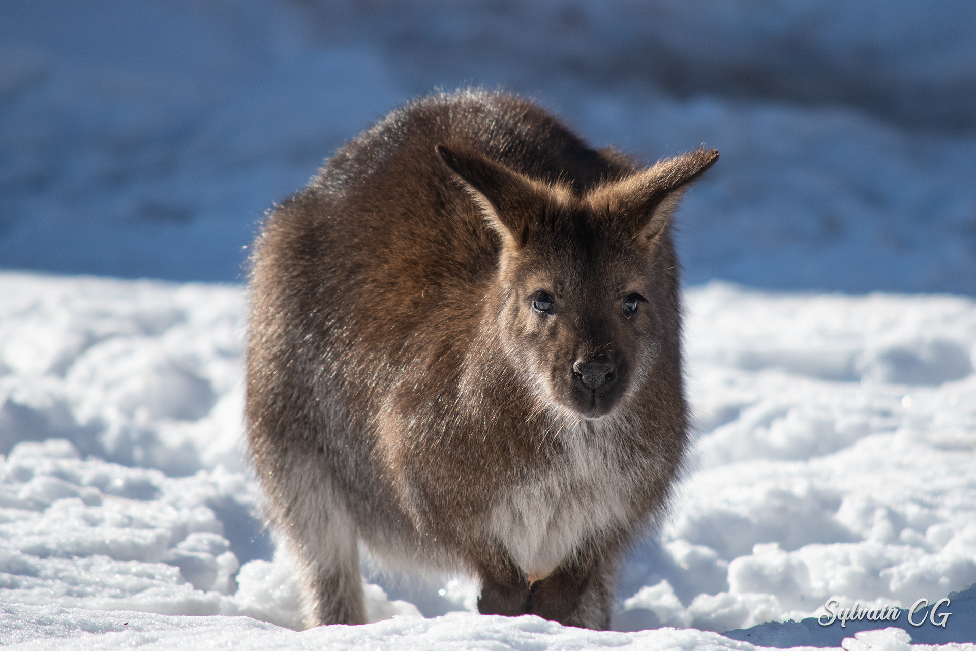 Kangaroo - Granby zoo
