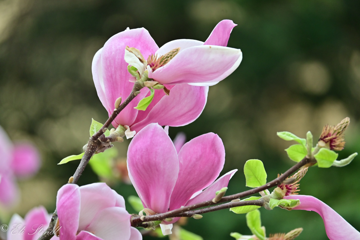 Magnolia Birdie