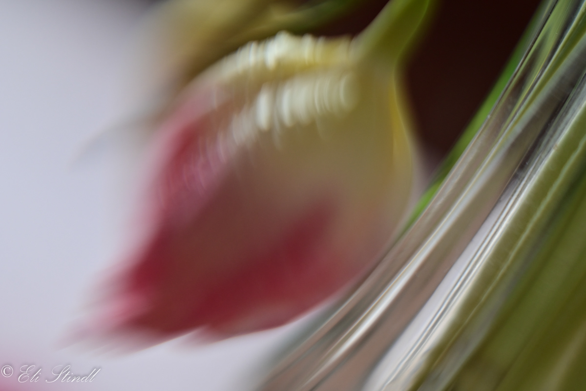 Brushlike Tulip