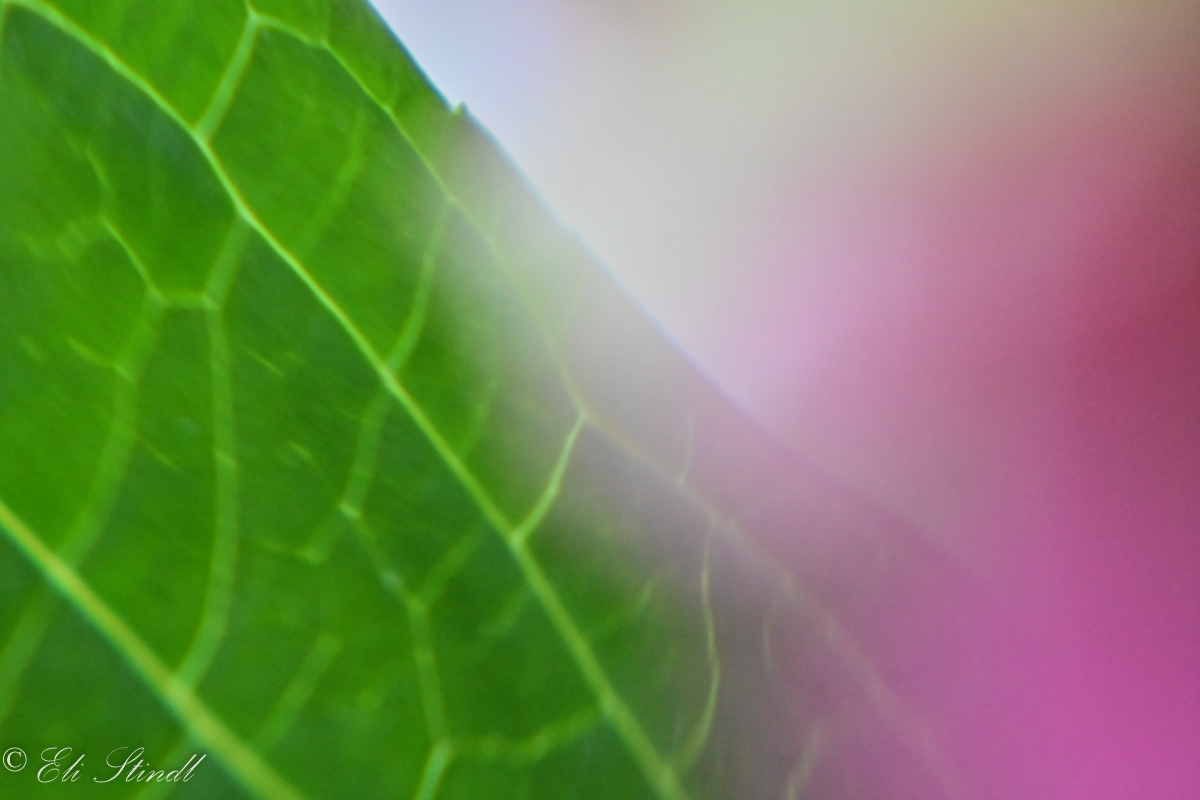 Leafy Touch of LIght