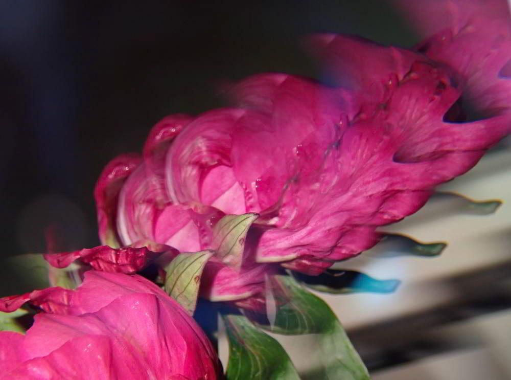 Peony Milliped