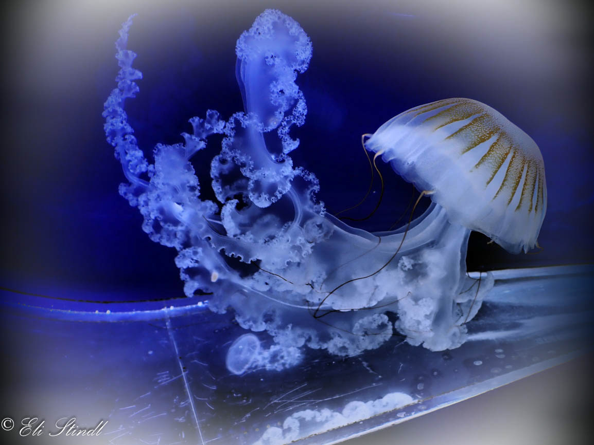 Ephemeral Touch of Jellyfish