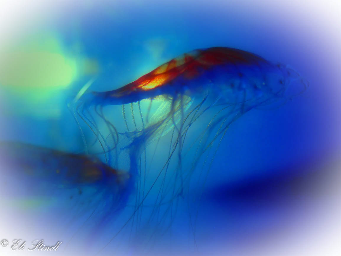 Eternity of Jellyfish