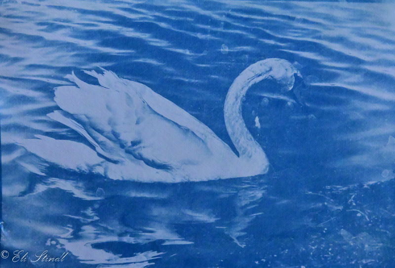 Lonely Swan