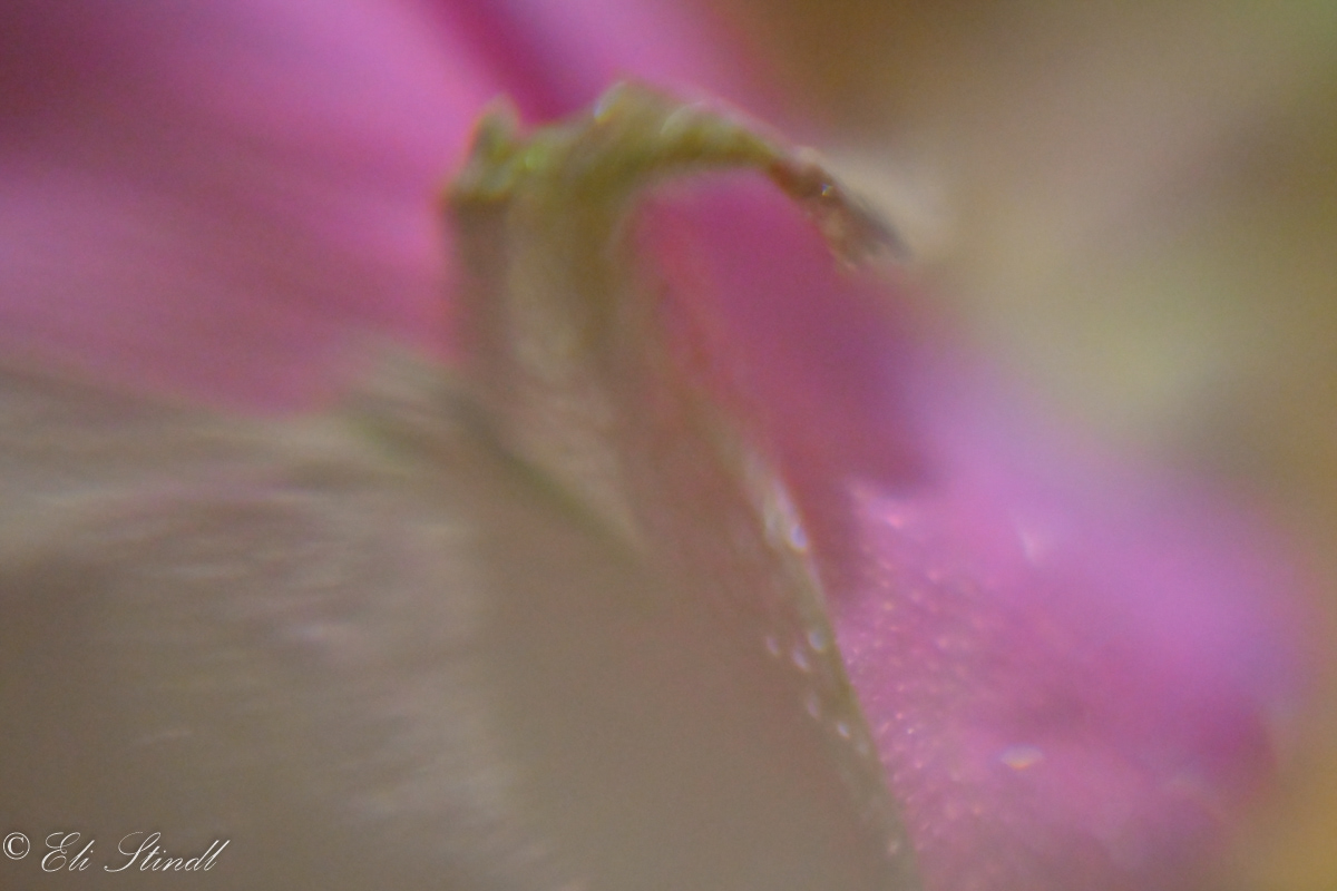 Swanlike Rose
