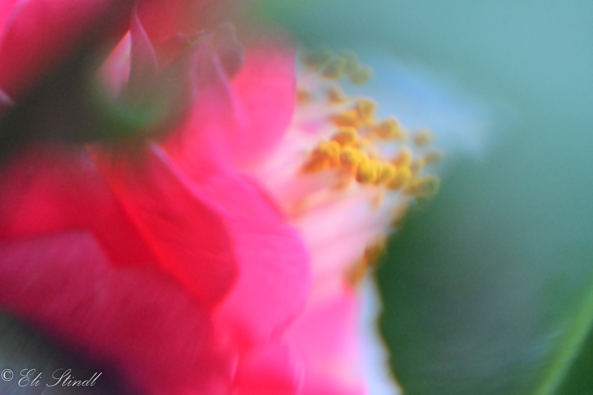 Colorful Life of Camellia