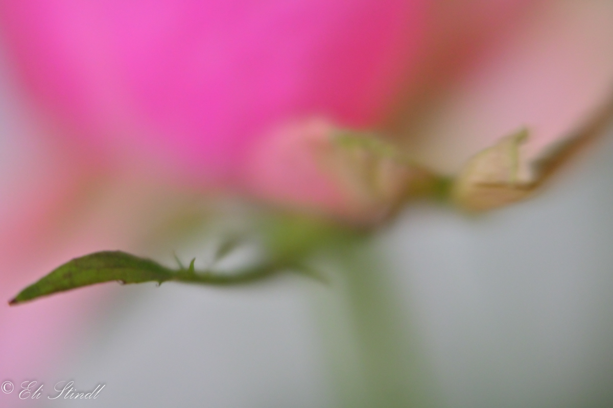 Flying Rose