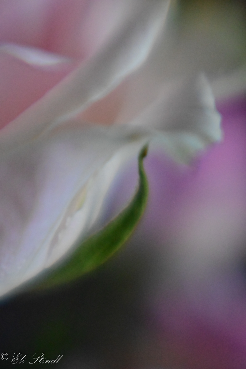 Majestic Pose of the Rose