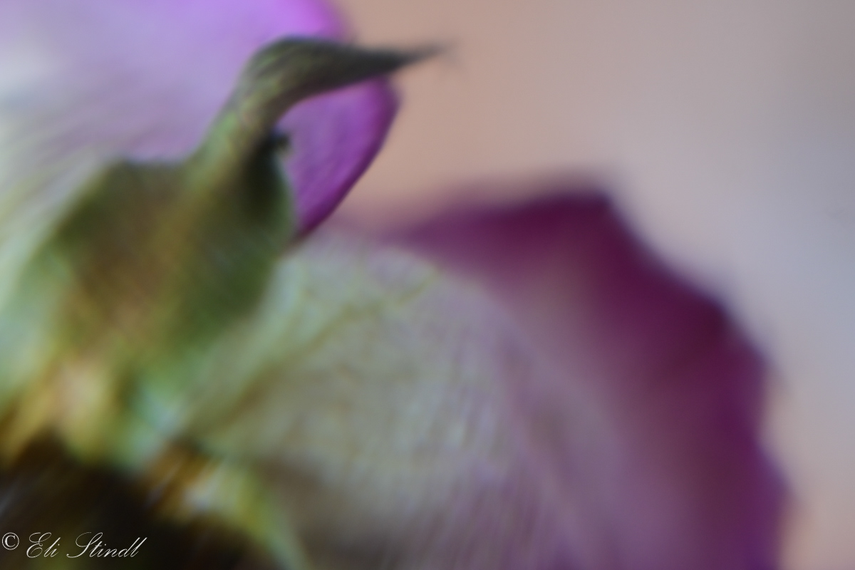 Birdlike Rose