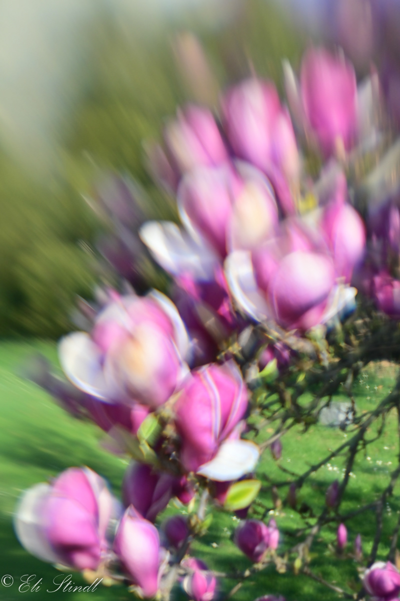 Impression of Magnolia