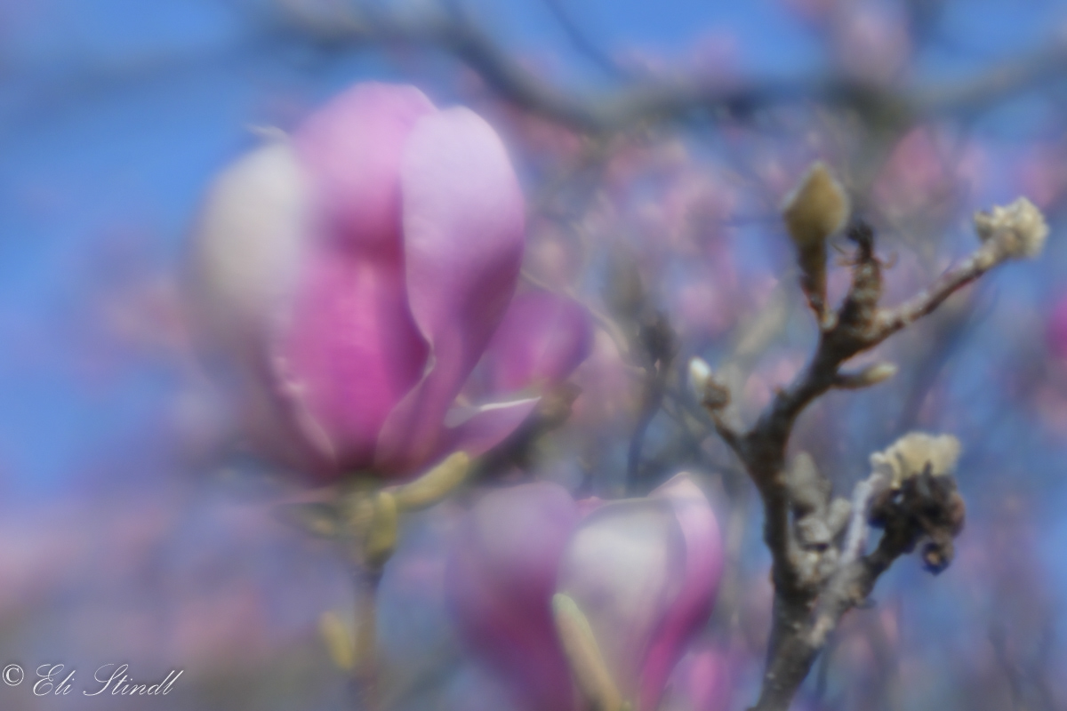 Painterly Magnolia