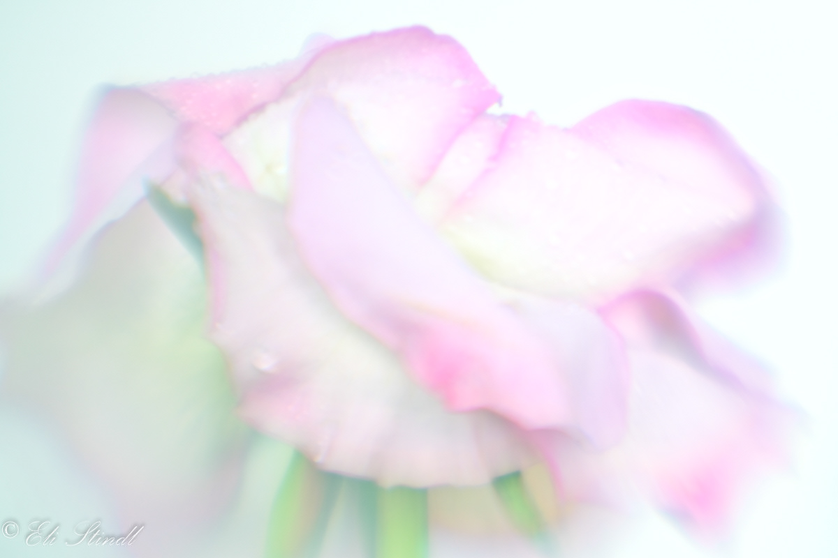 Fine Art Rose Dreams