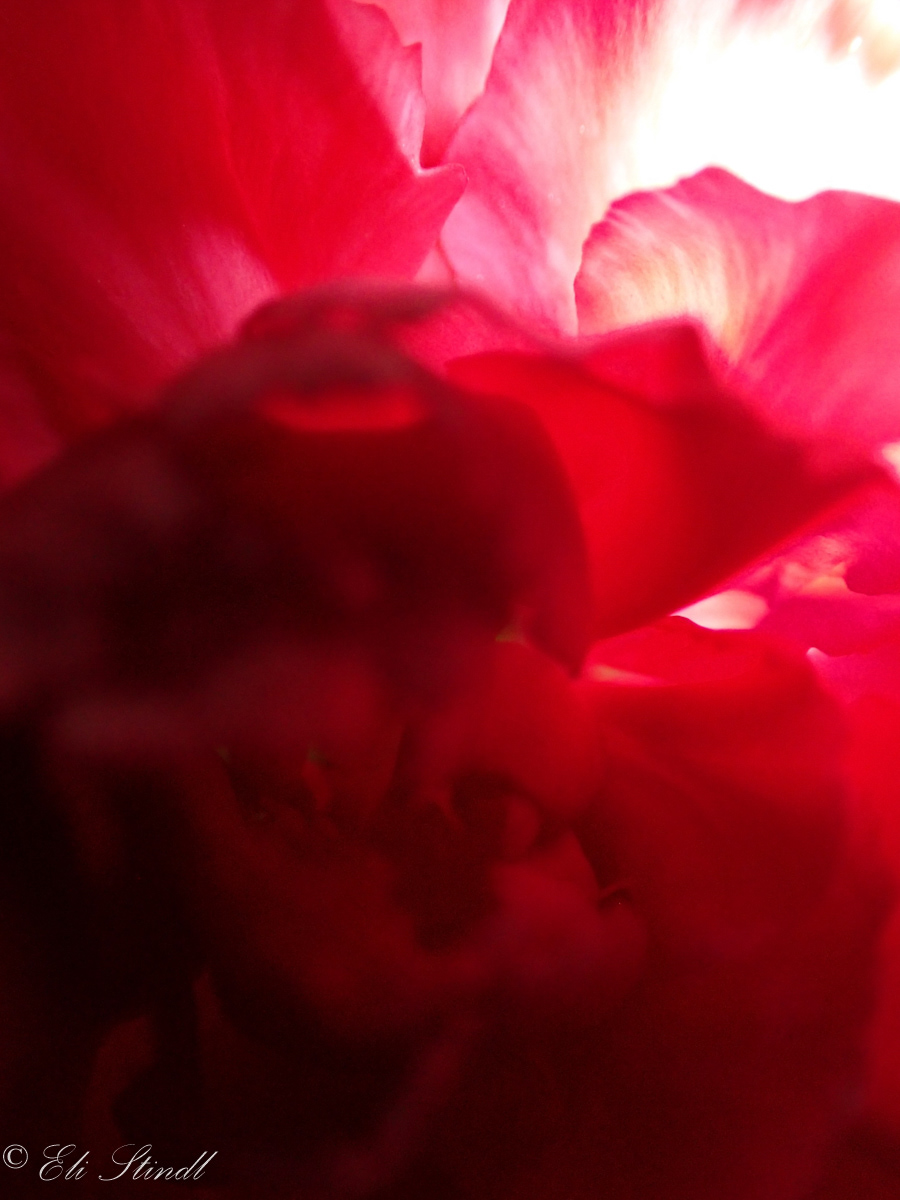 Hidden Symbolism of Carnation