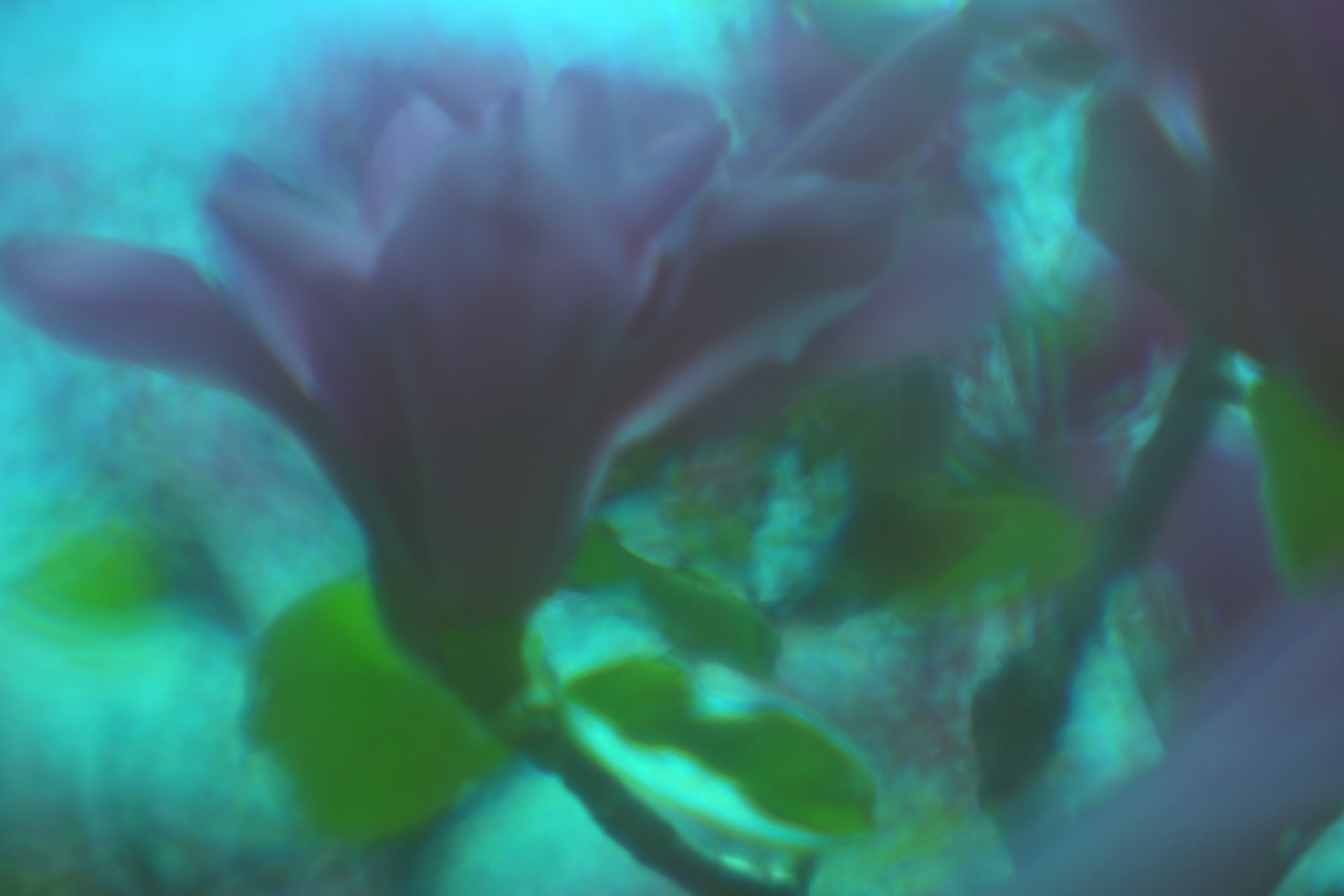 Third Dimension of Magnolia