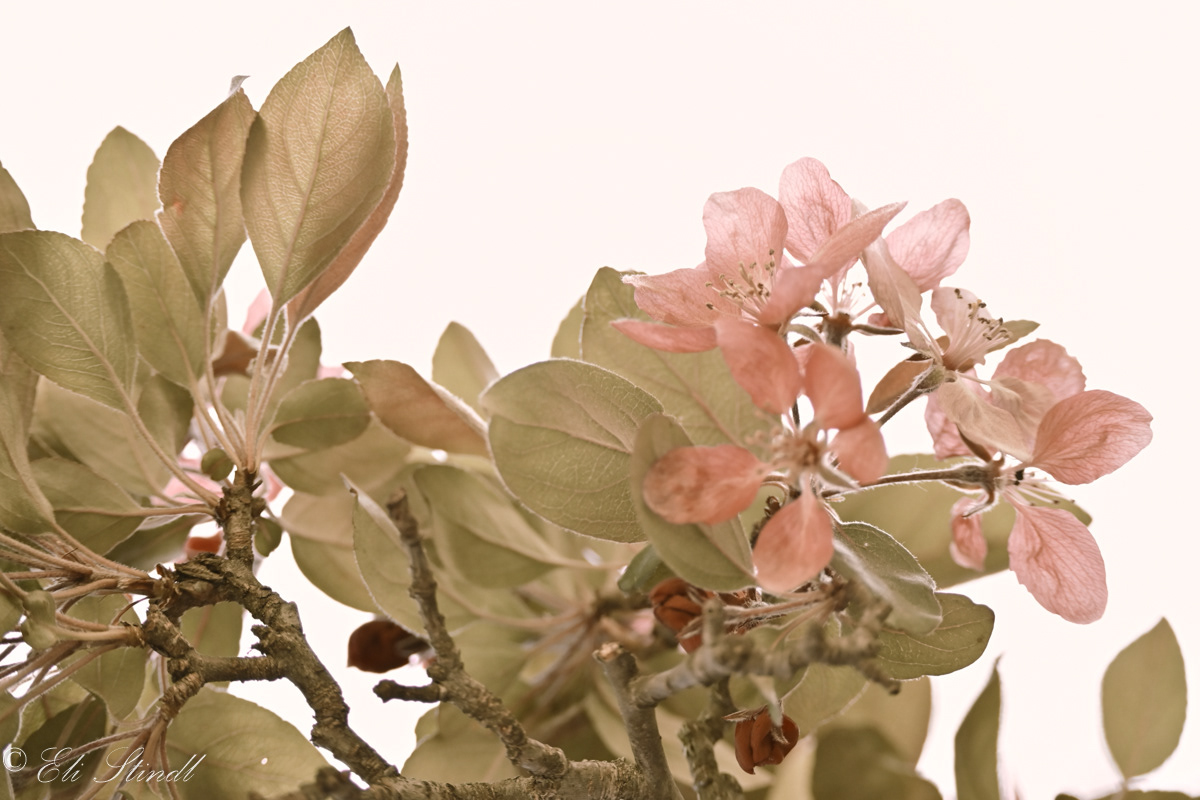 Botanicallike
