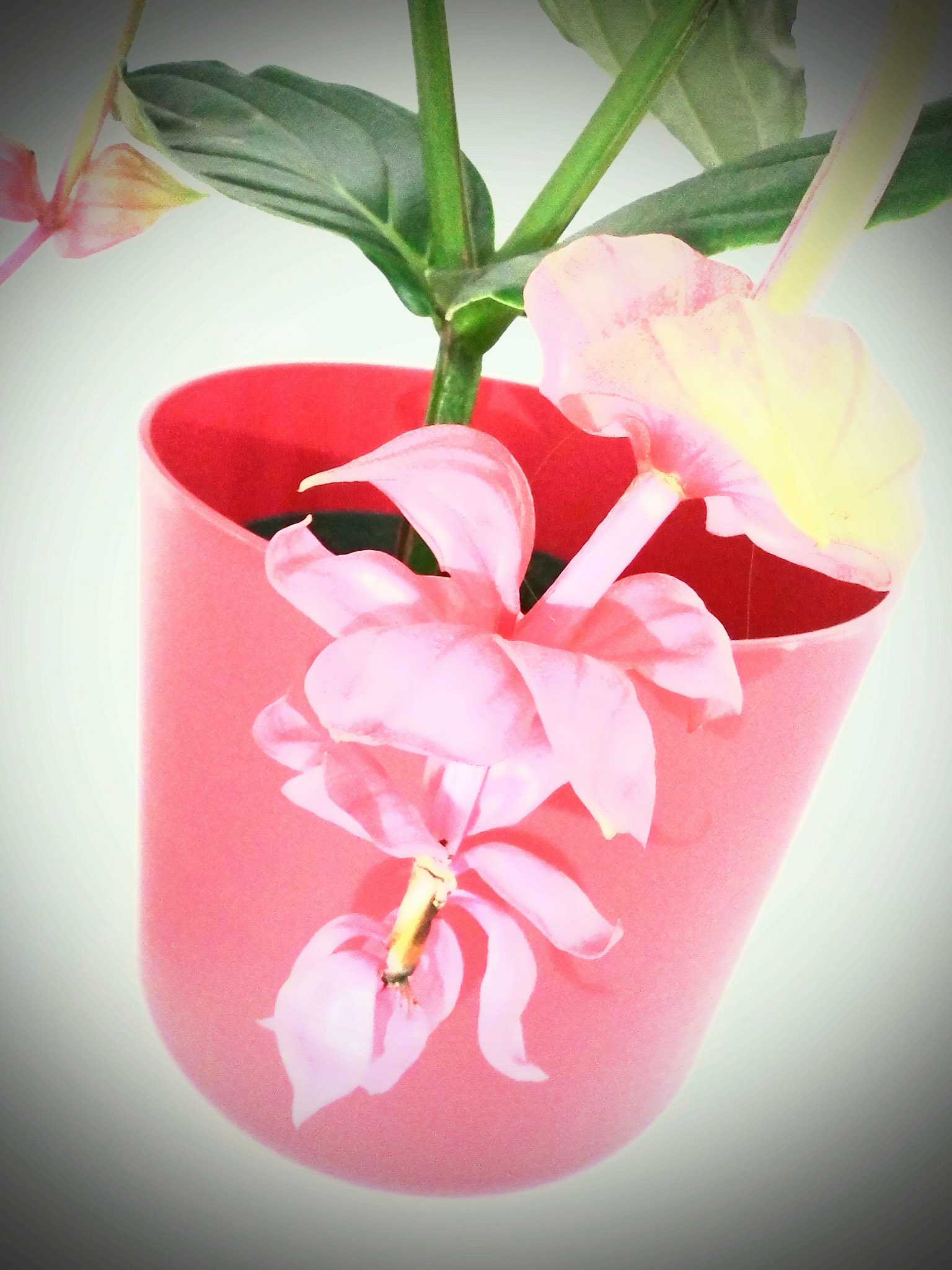 Touch of Medinilla
