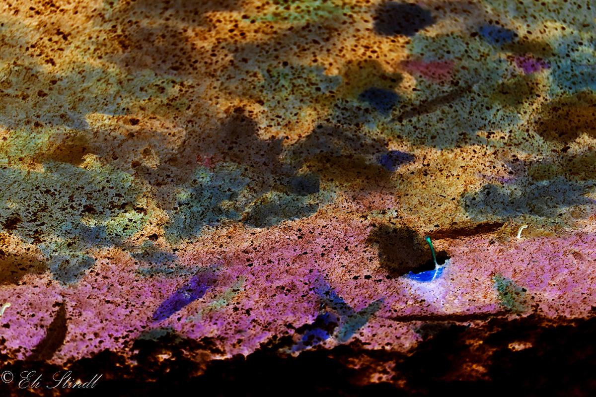 Leaf Experiment