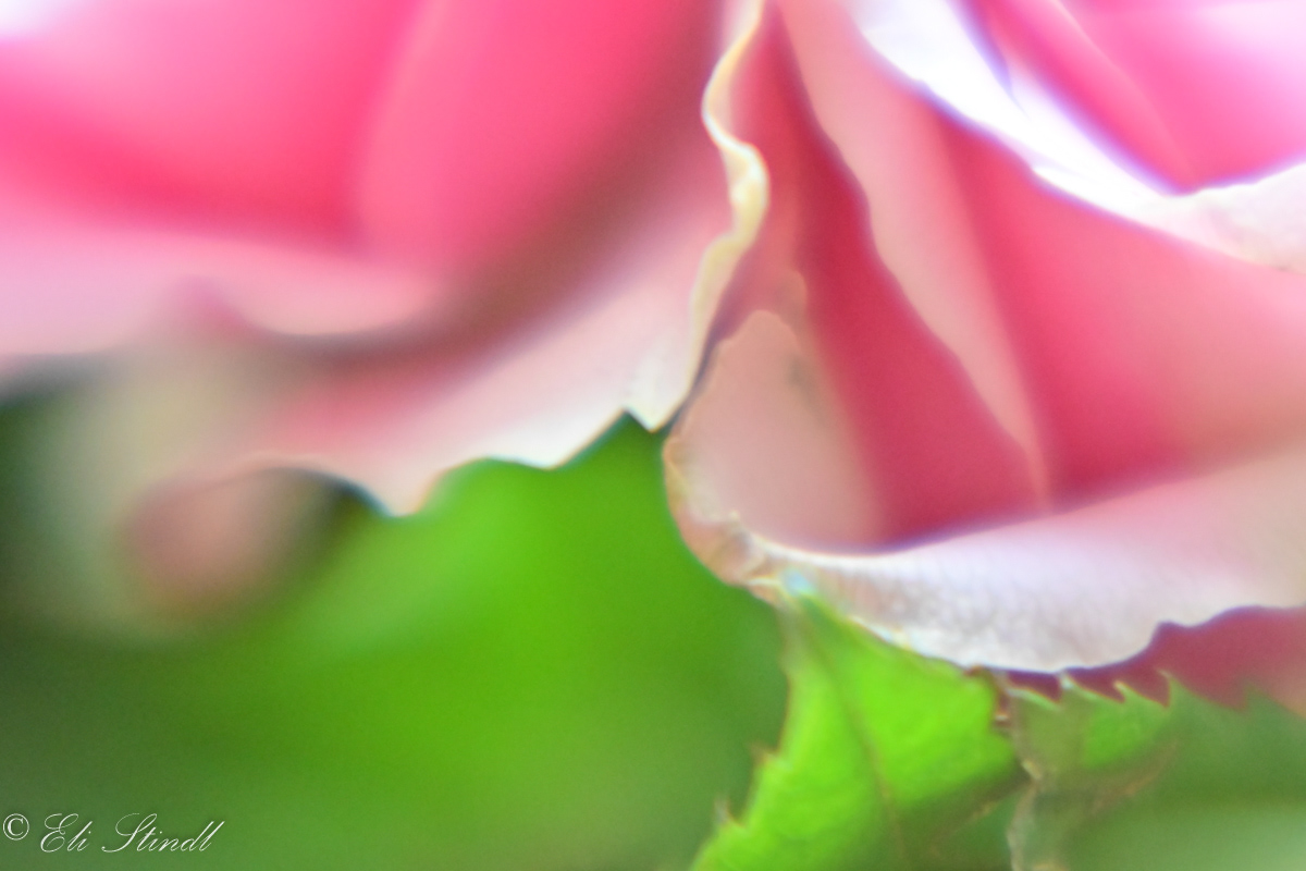 Lighty Play of Roses