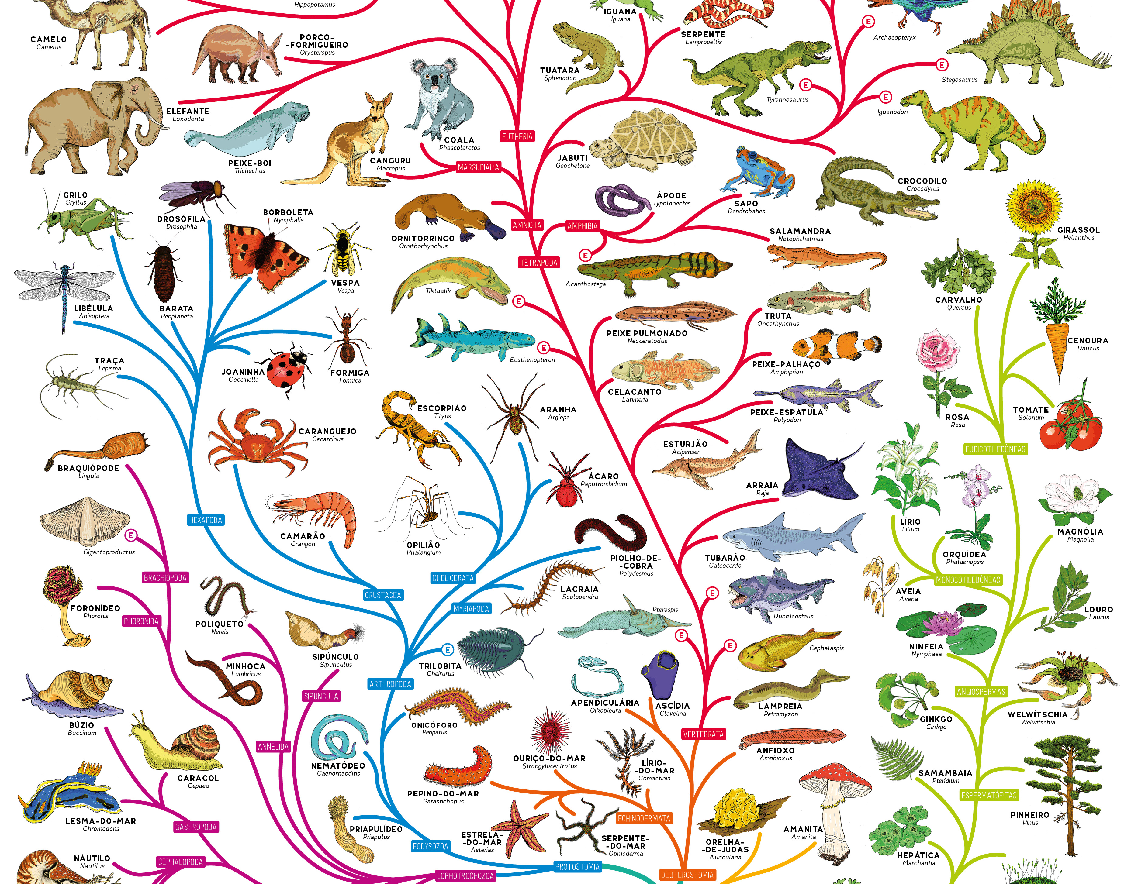 Названия живых существ. Эволюционное дерево жизни Чарльза Дарвина. Эволюционное Древо развития животных. Филогенетическое дерево эволюции.