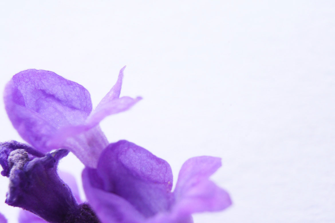 Macro of lavender flower