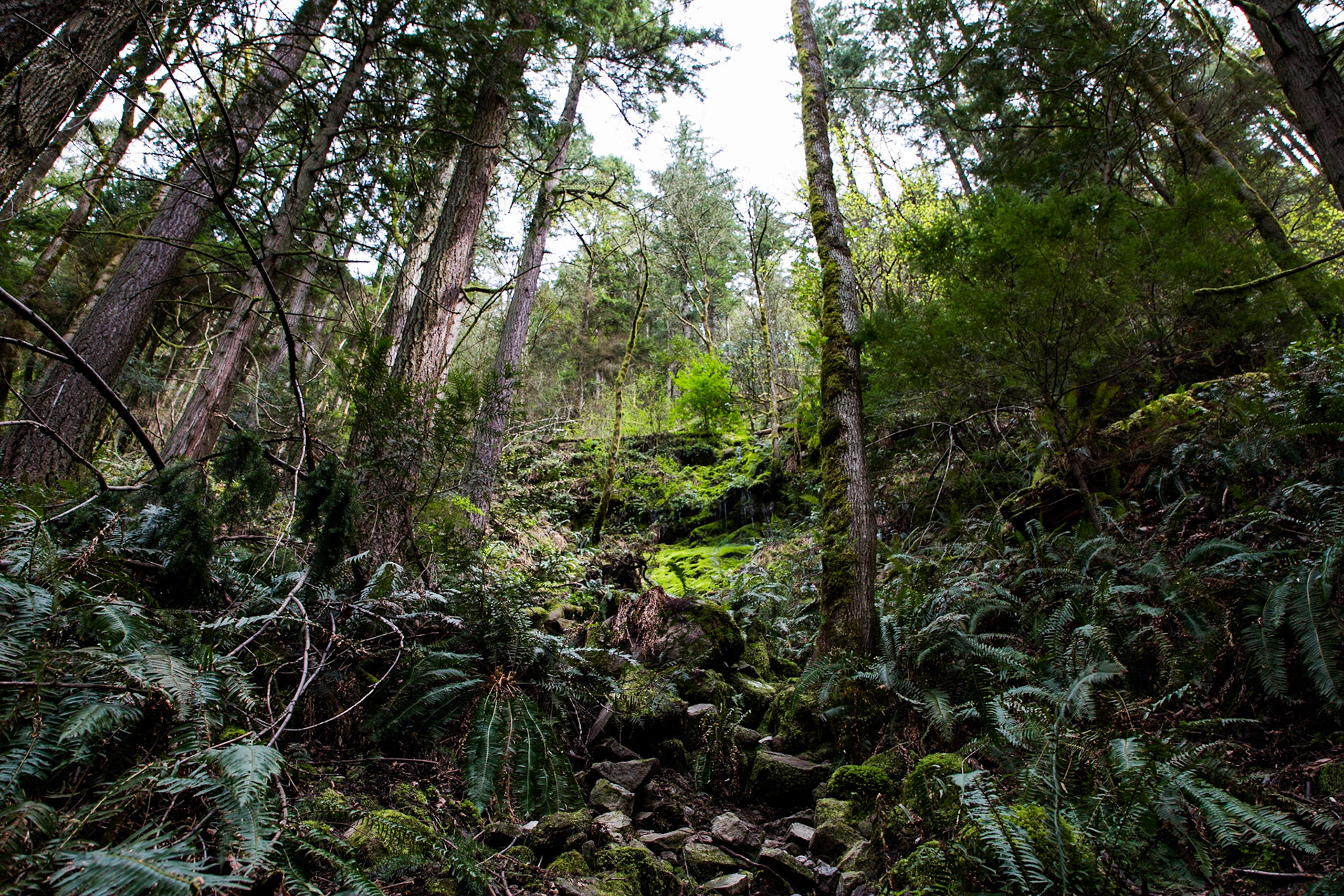 Pacific northwest nature trail