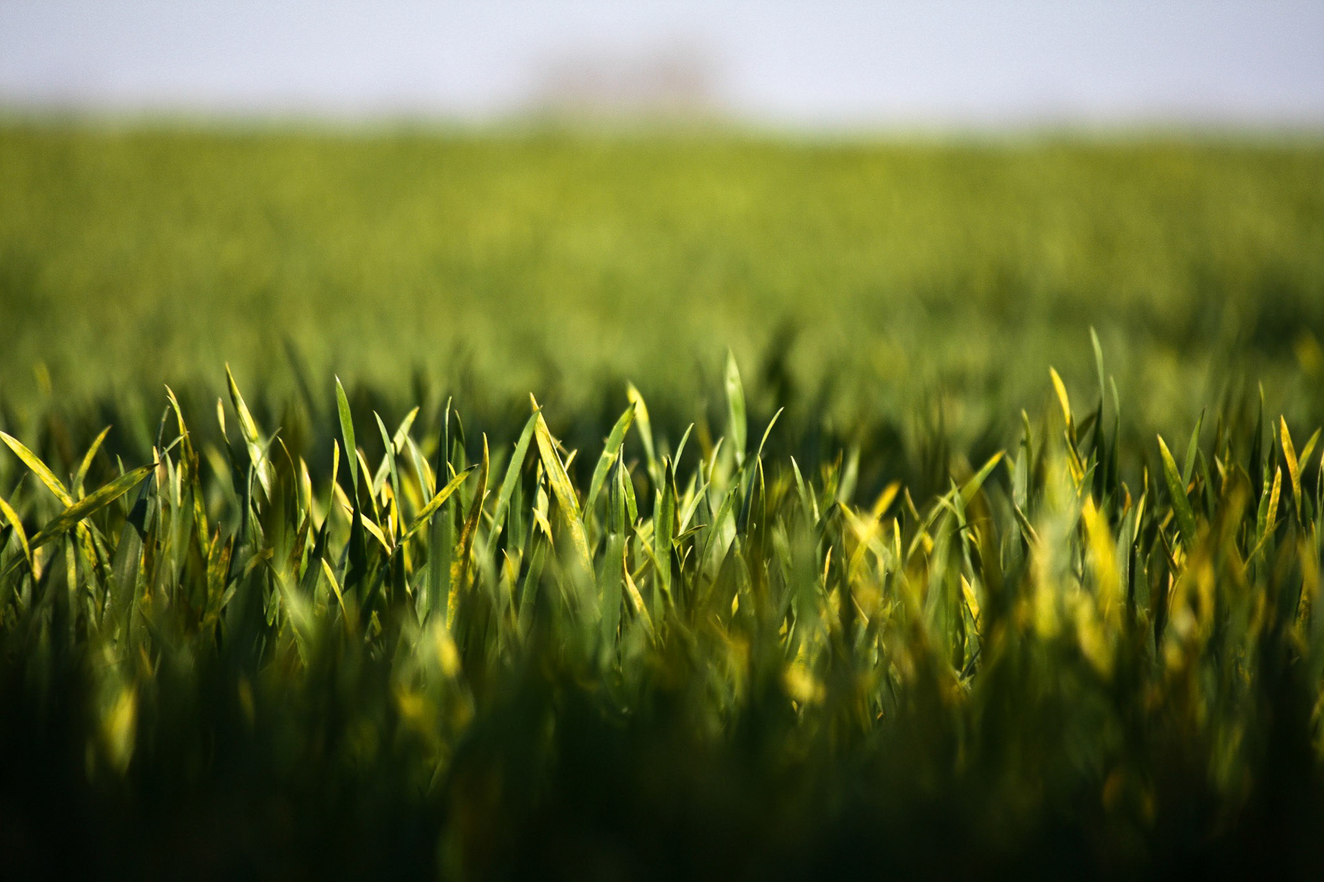 Grass