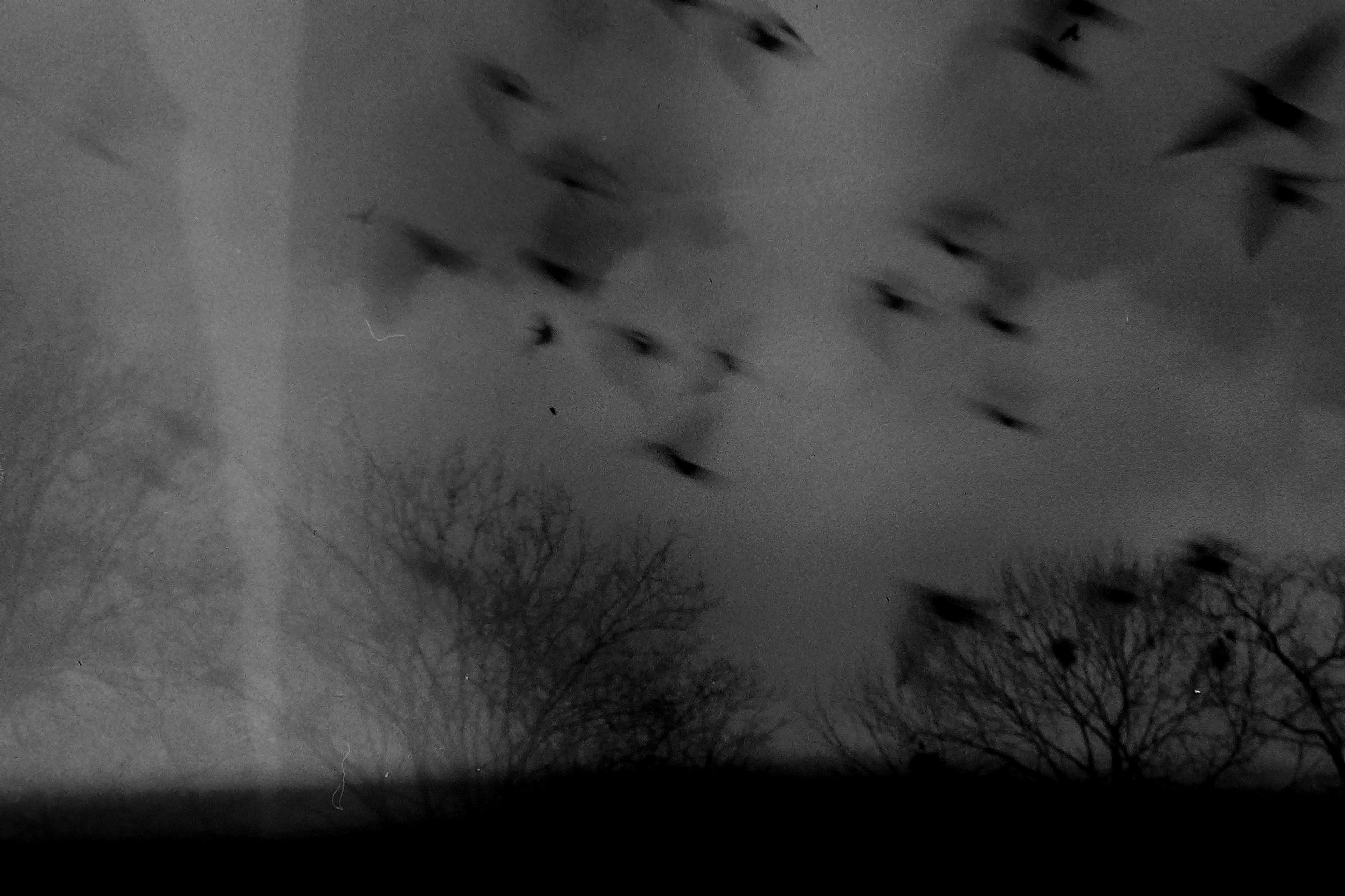 Krakovští holubi, 2024