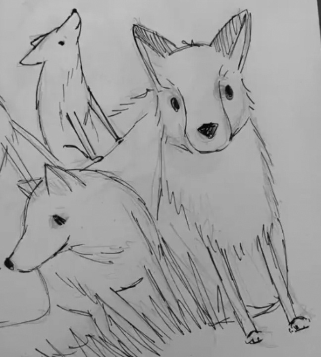 Fox sketches