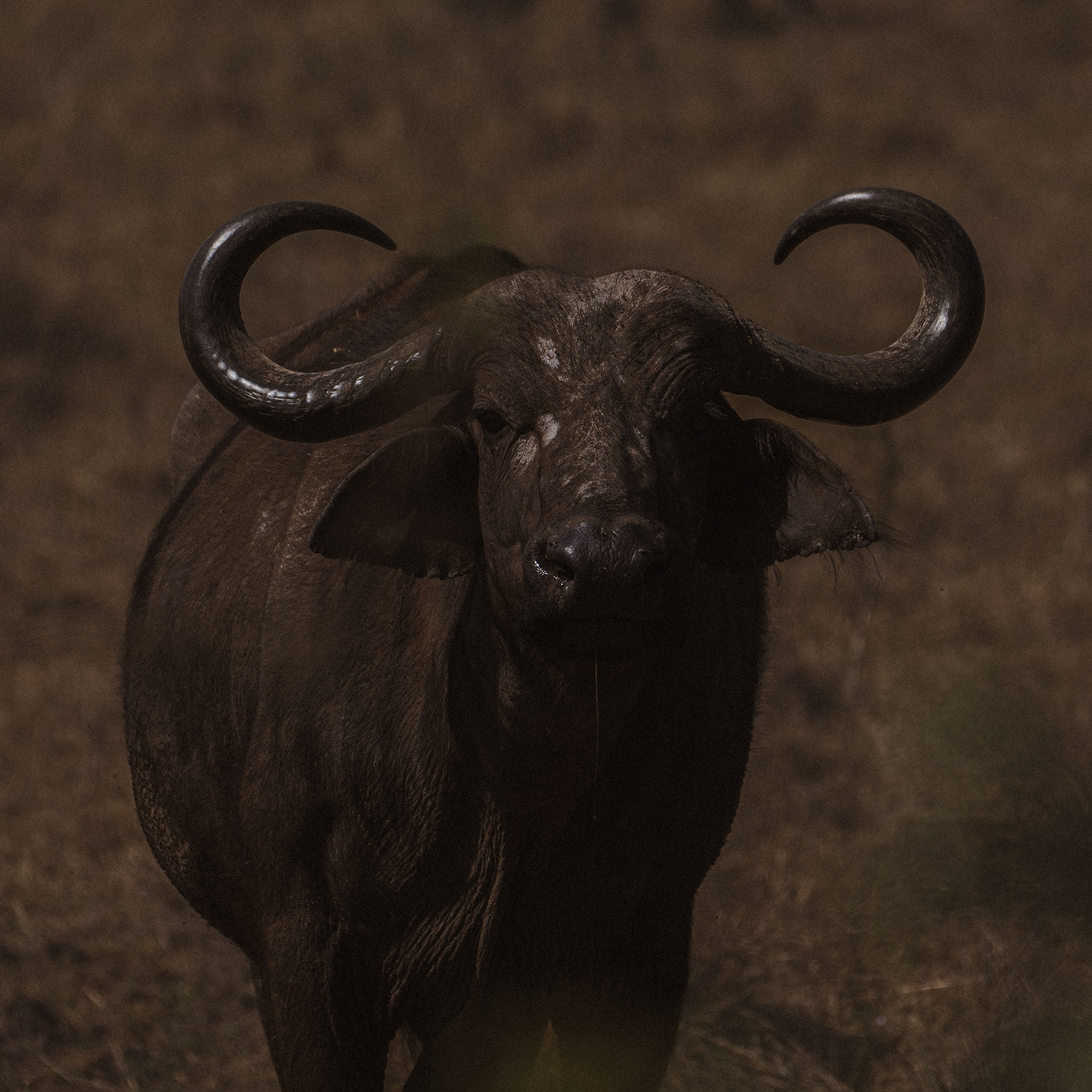 Safari Kenya Shot