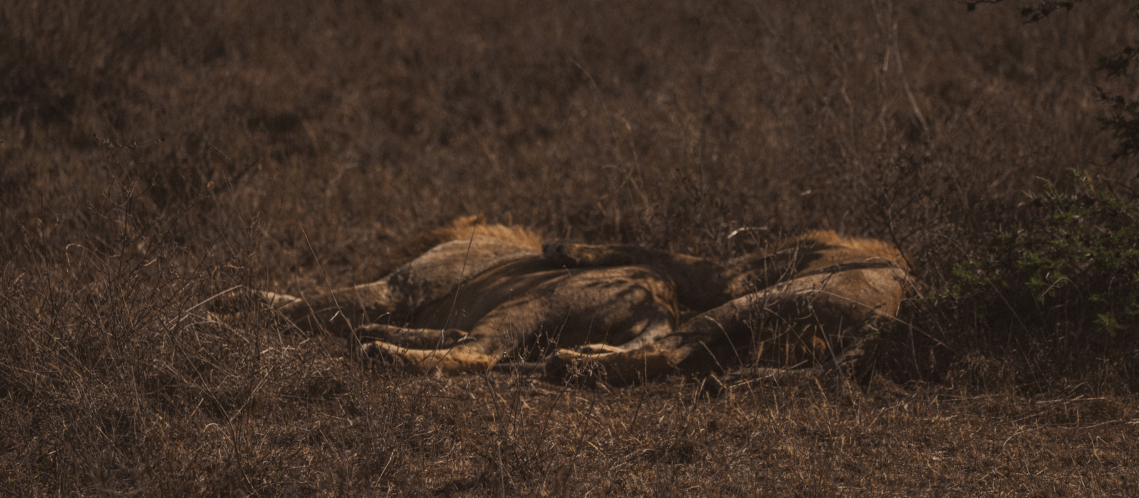 Kenya Safari Lion Sleeping
