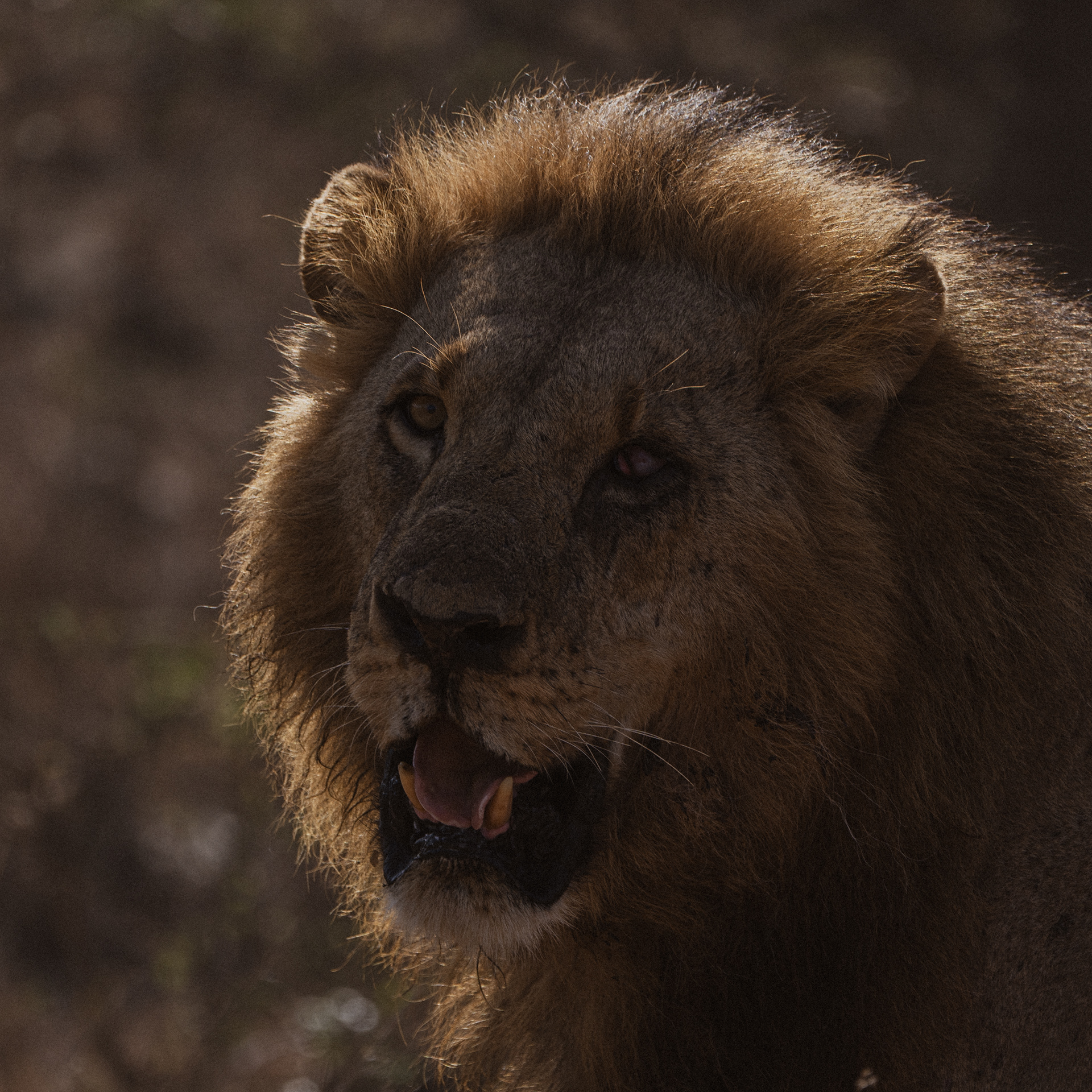 Safari Kenya Lion