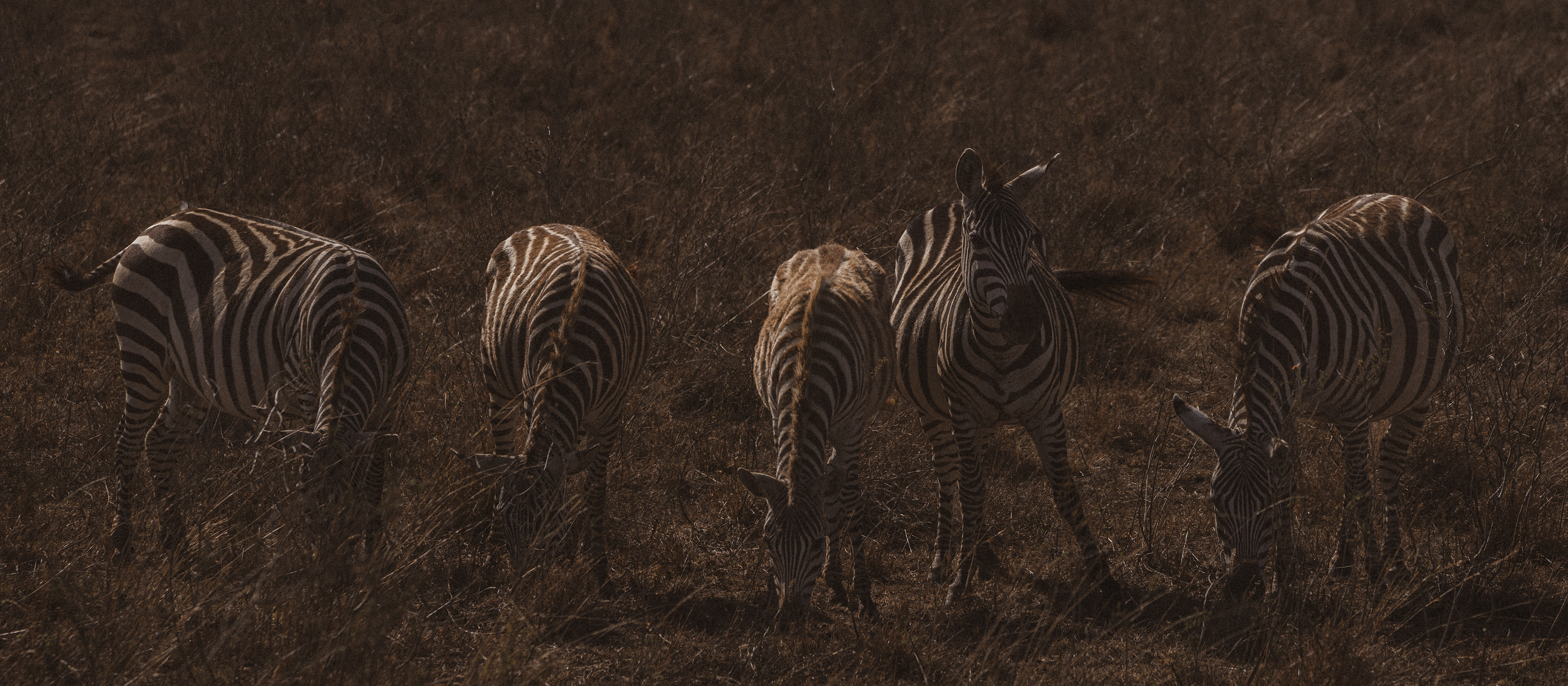 Kenya Safari Zebras