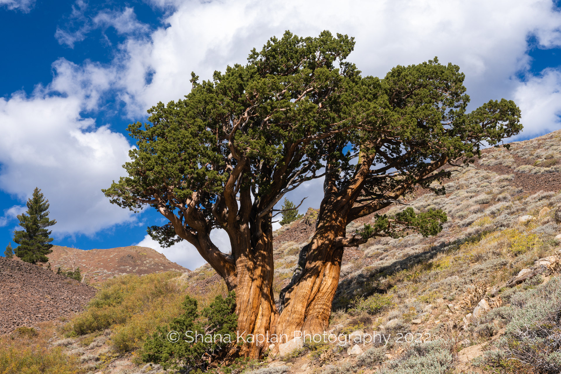 "Ancient Tree" Ebbetts Pass, CA