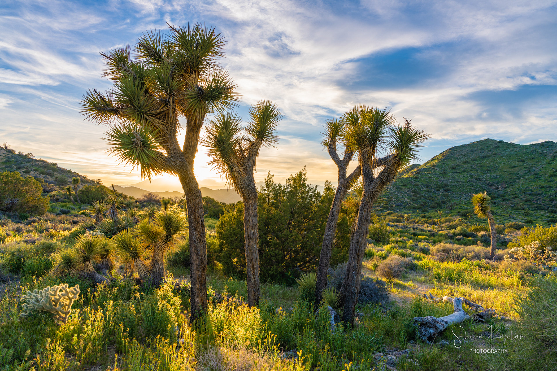 "Grand Goodbye" Joshua Tree NP