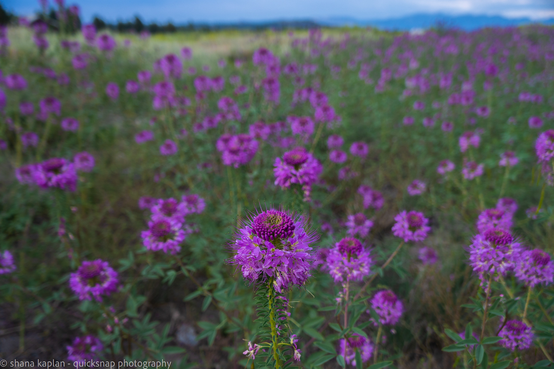 "Late Summer Blooms" Mammoth Lakes, CA