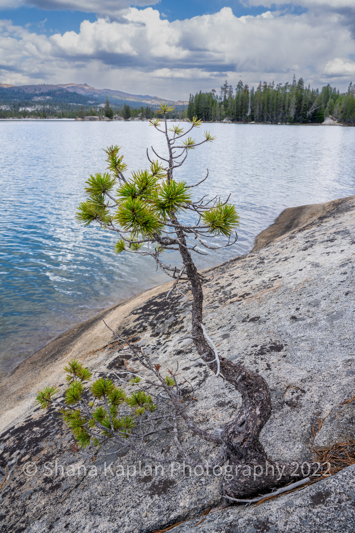 "The Secret is Patience", Utica Reservoir, CA