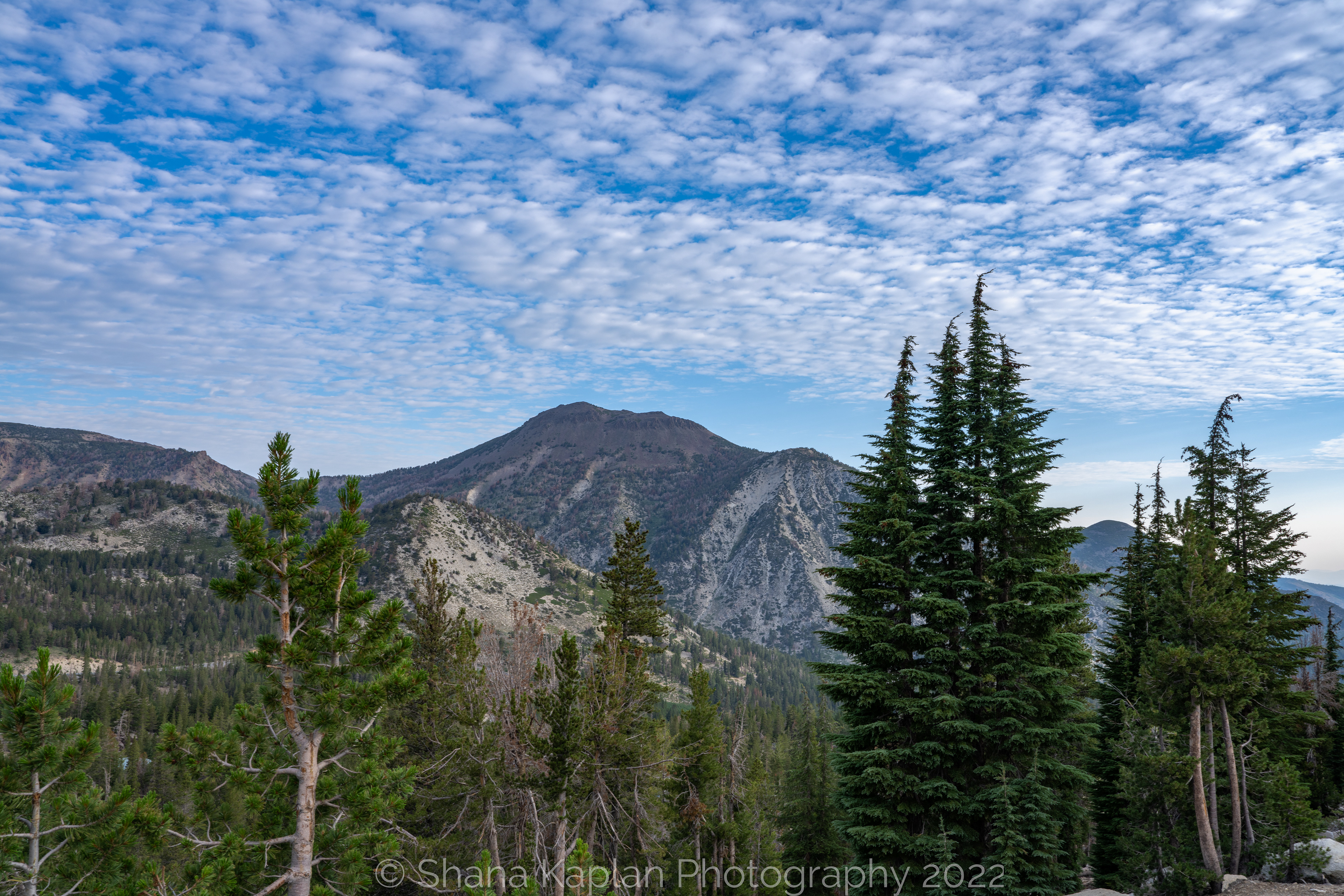 "Wild and Free" - Mt. Rose, NV