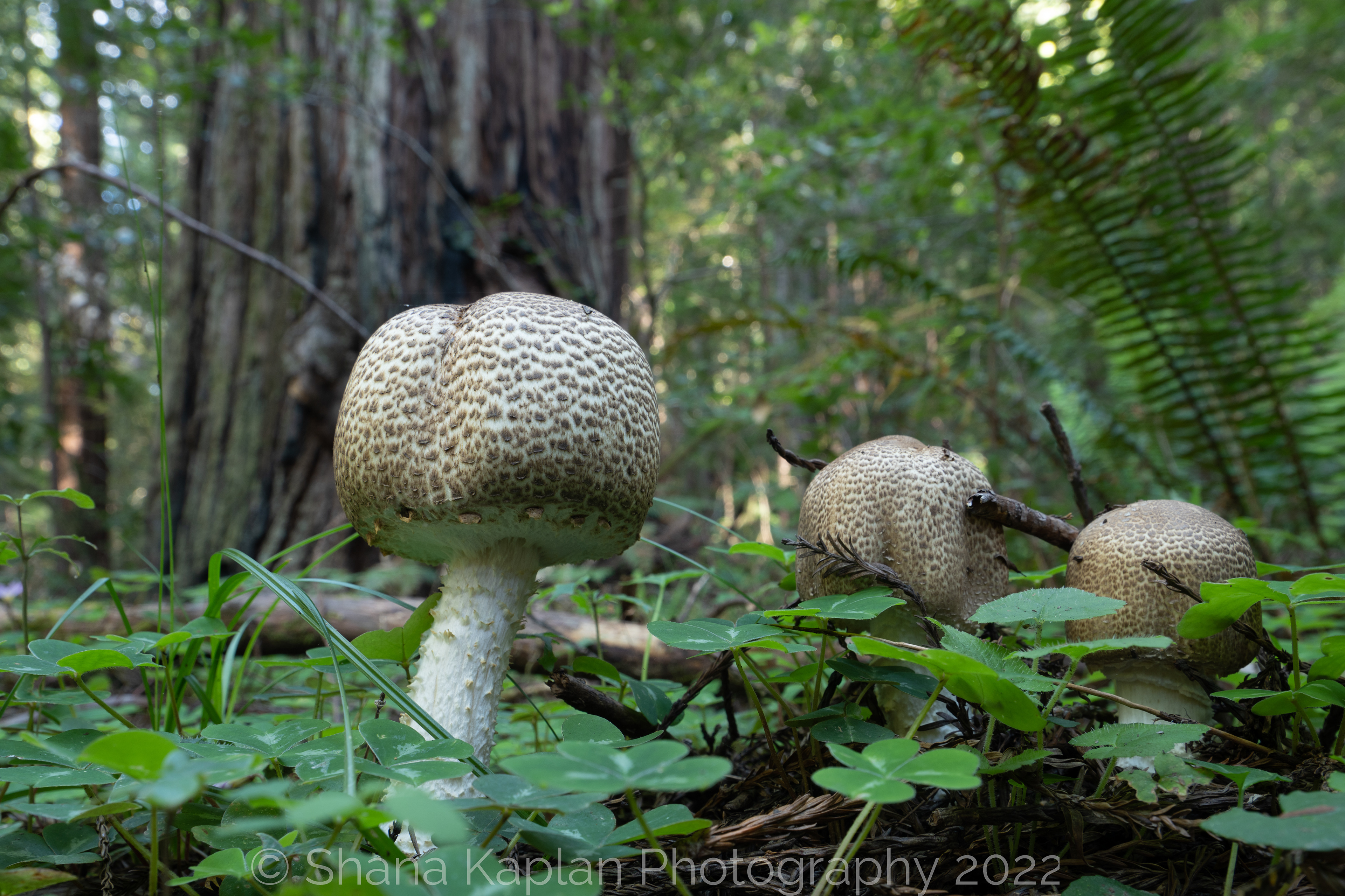 "A Fungus Among Us" - Arcata, CA