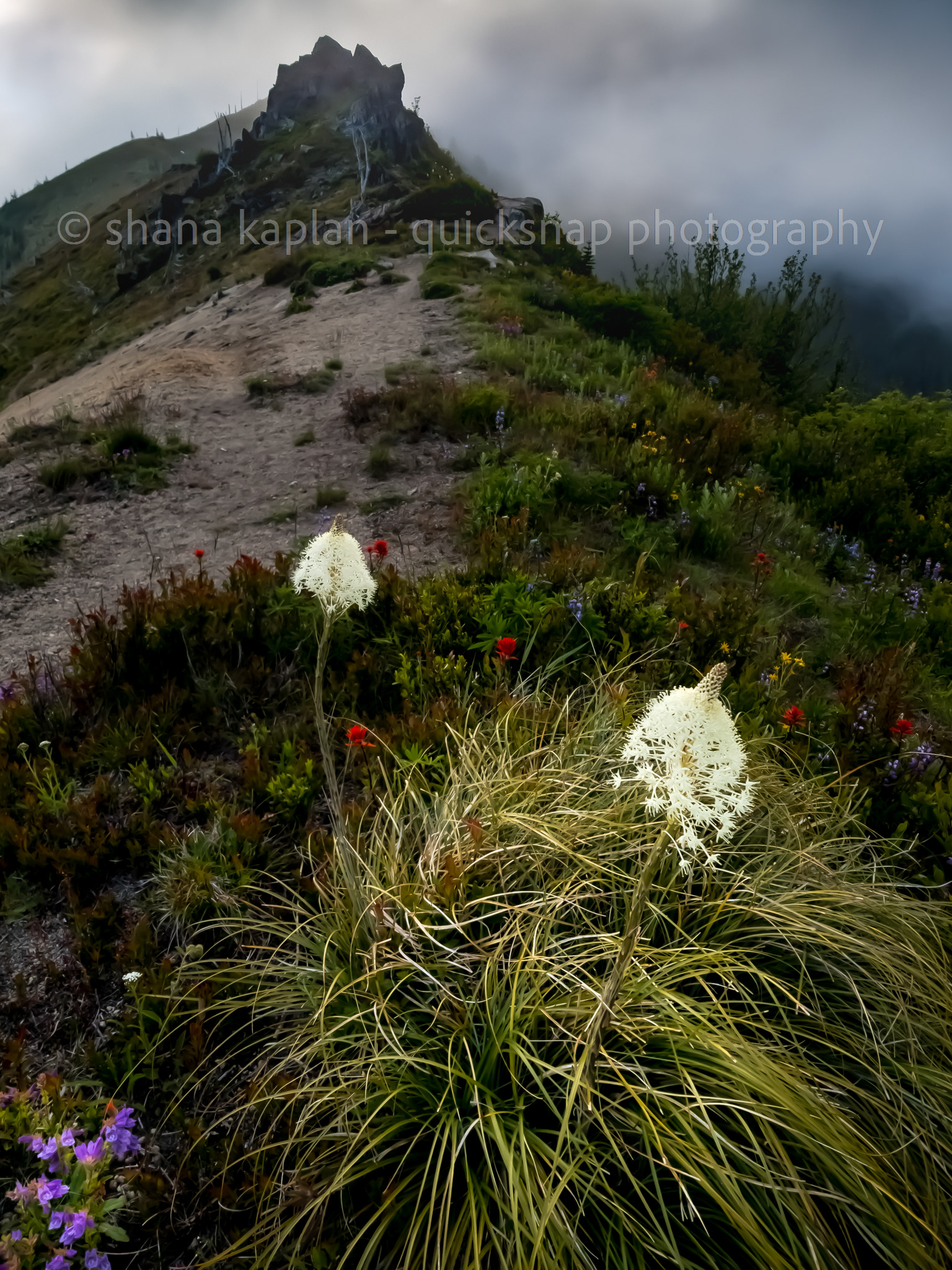 "Northwest Summer" WA