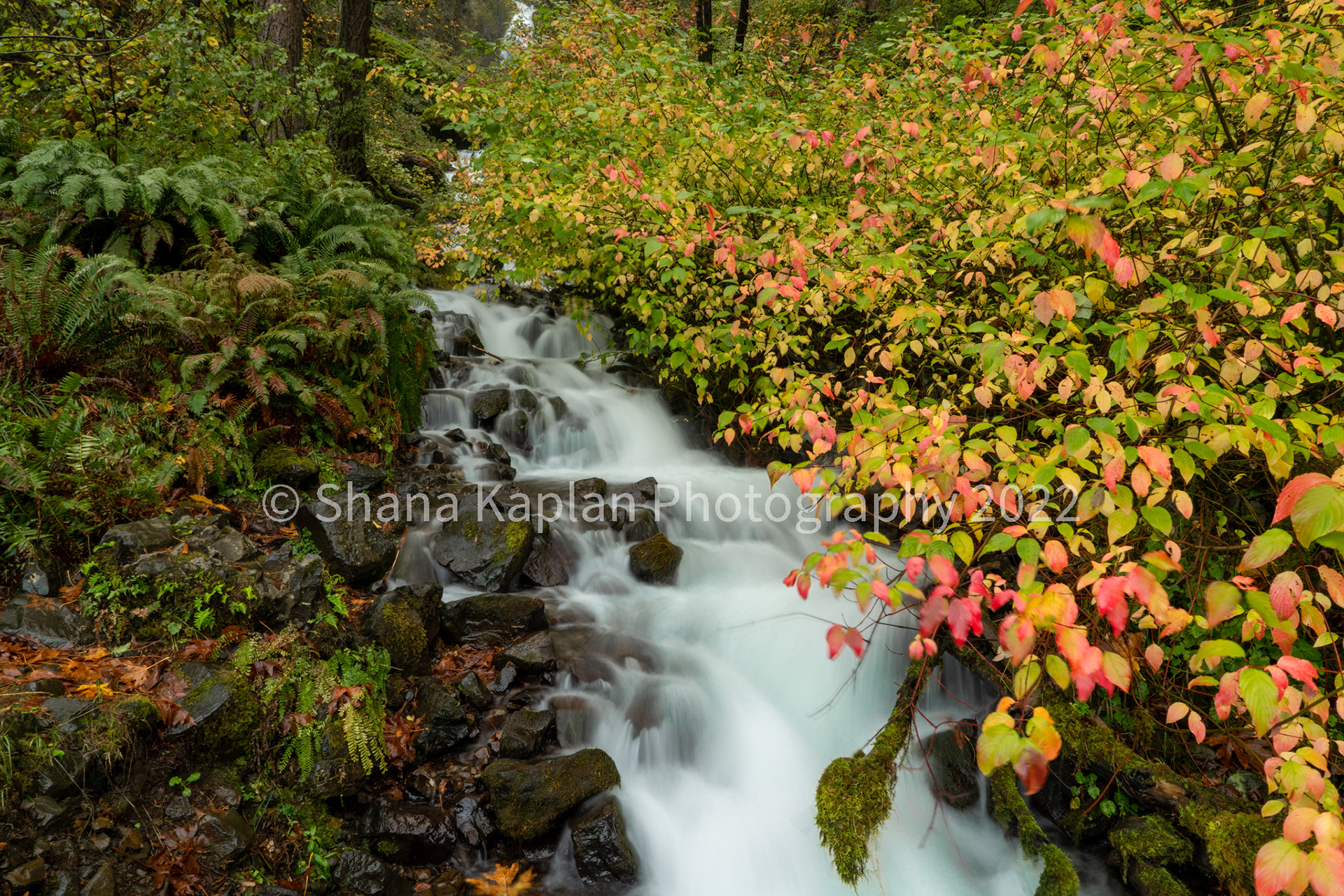 "Lifegiving" Columbia River Gorge, OR