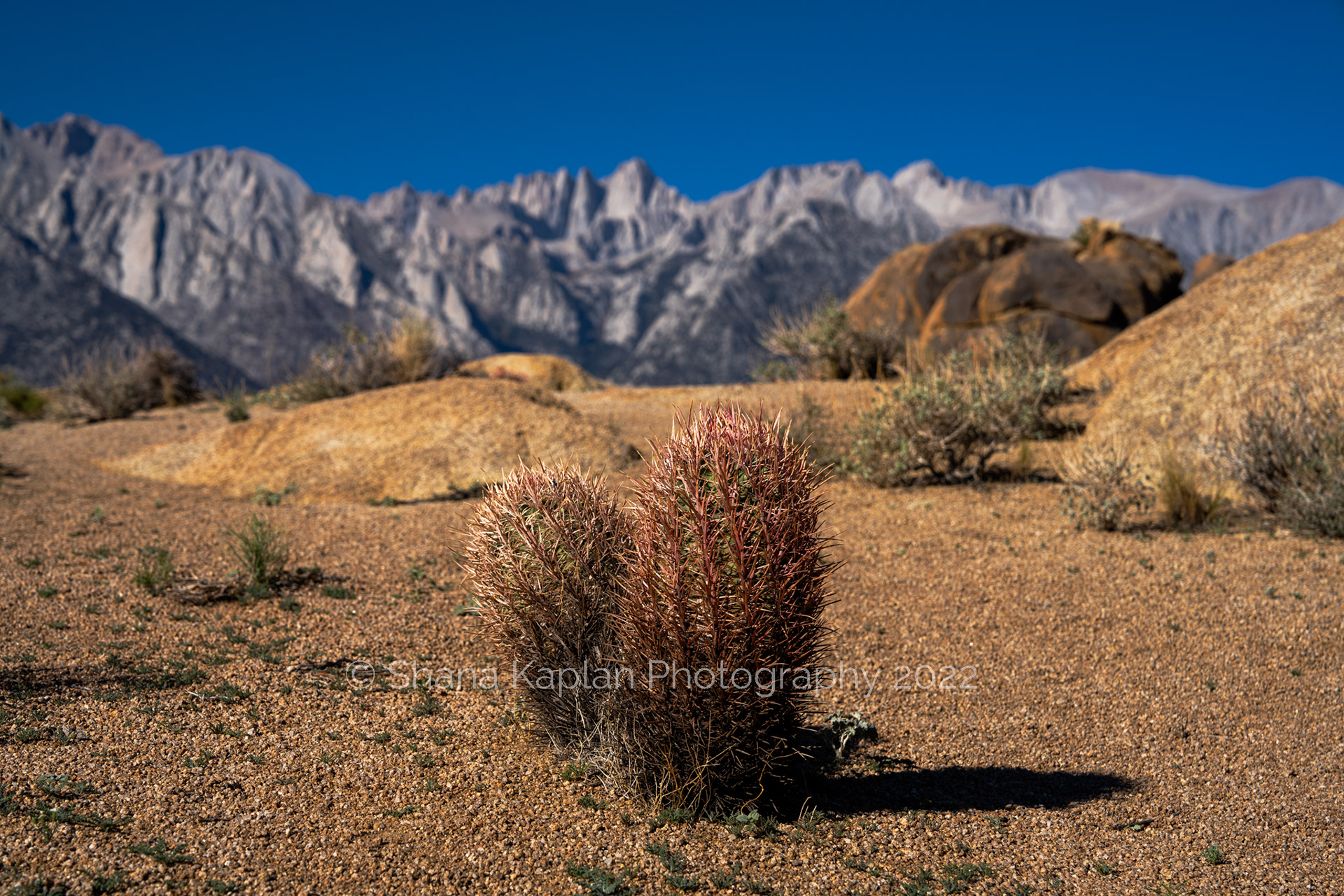 "Desert Wanderer", Alabama Hills, CA