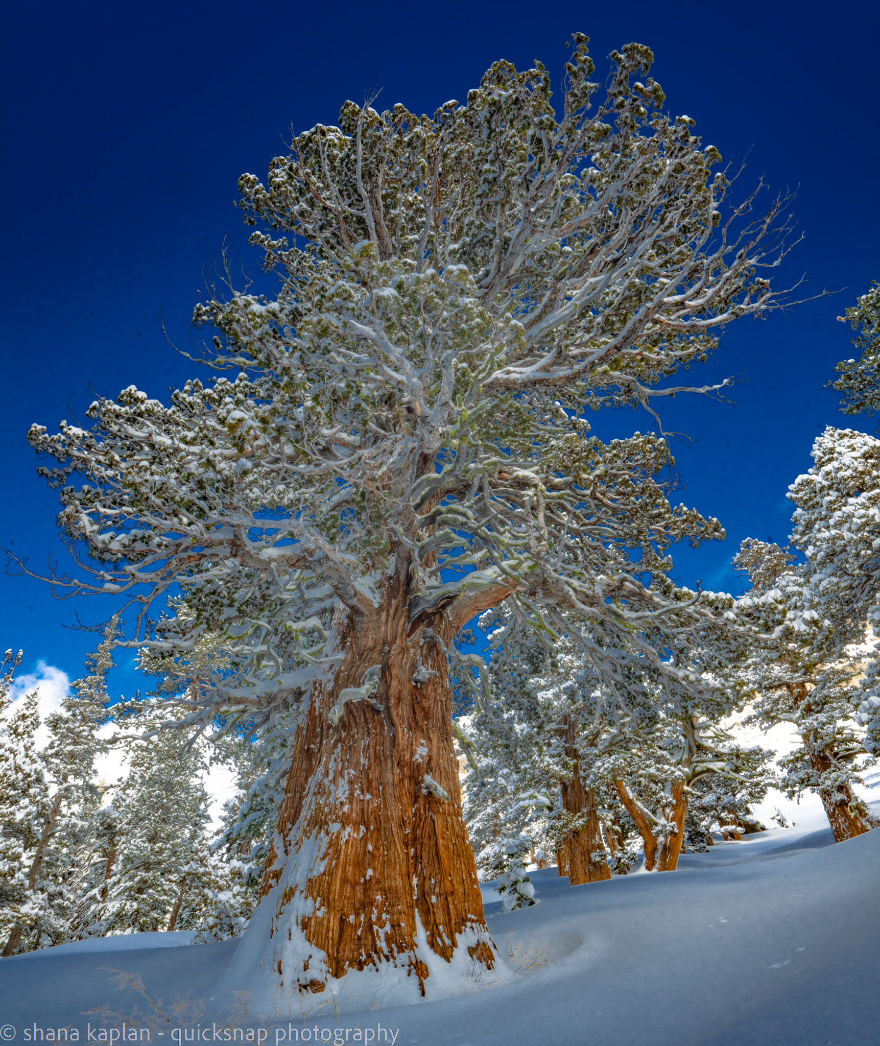 "Sacred Beauty" - Kirkwood, CA