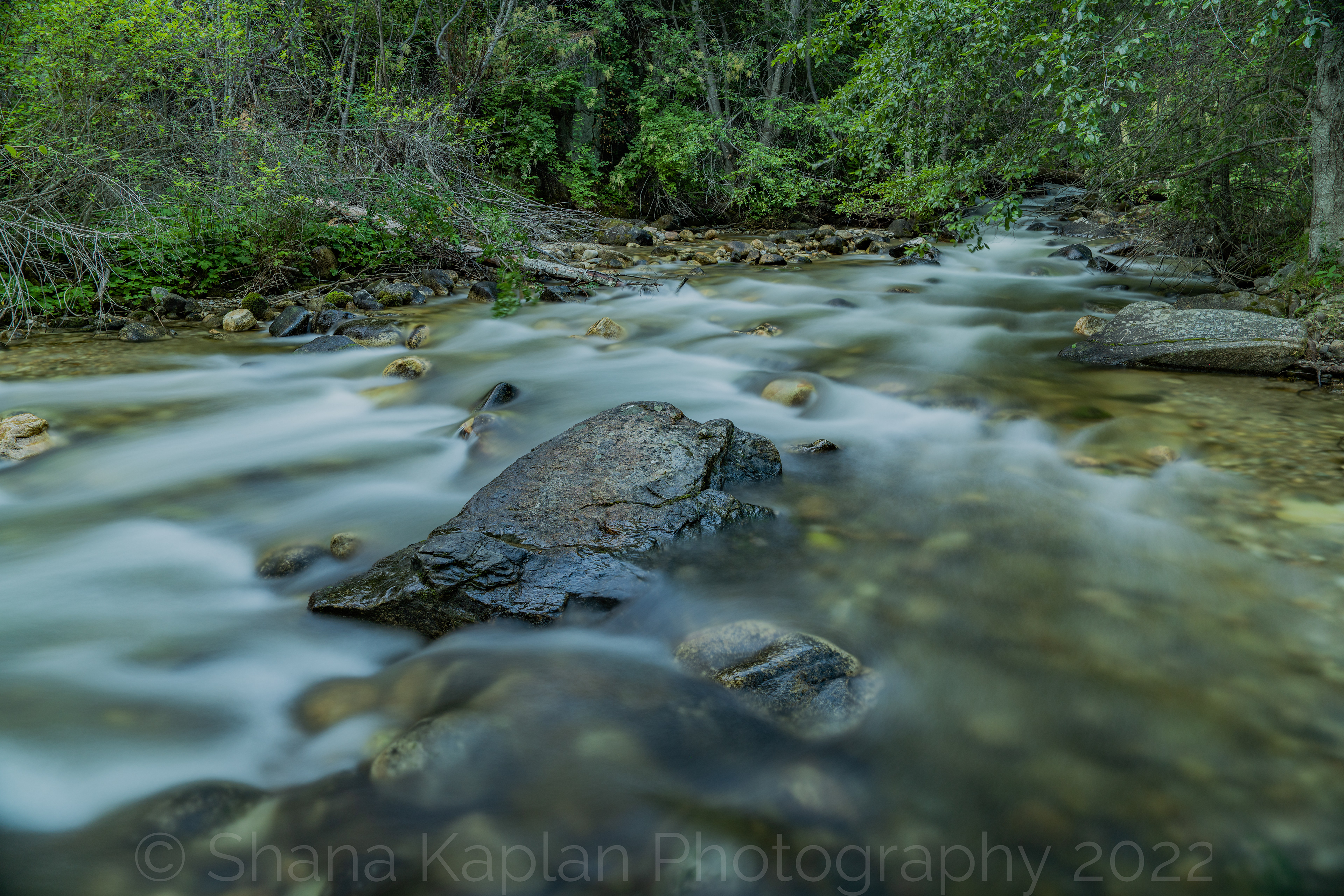 "The Creek is Awake" - Maxwell Creek Draining in to the Salmon River