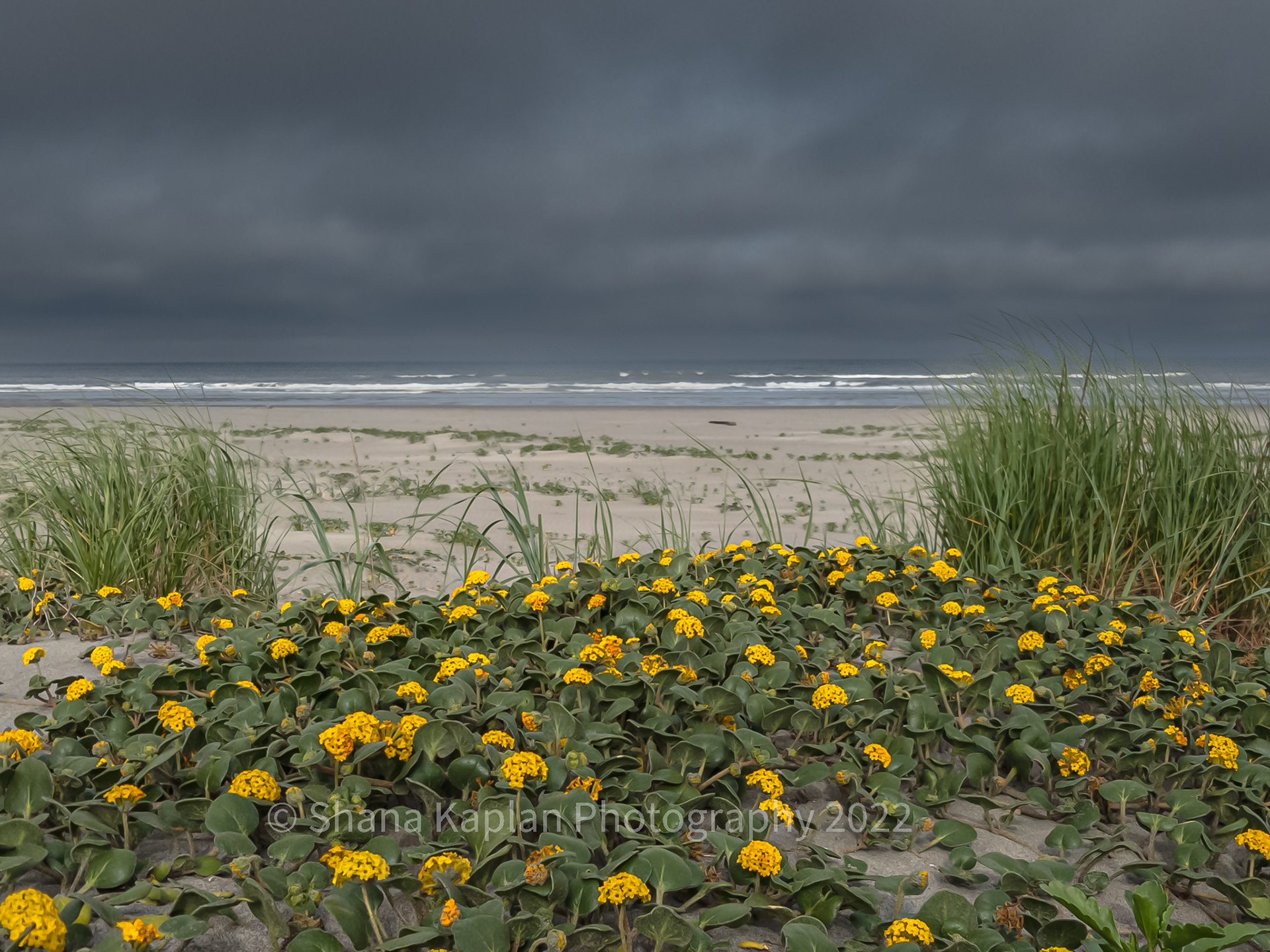 "Sands of Time", Gold Bluff Beach, CA