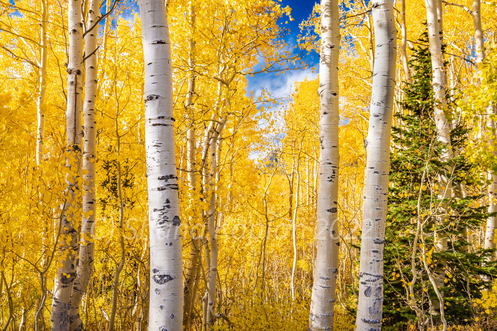 "Nature's Glory" - Park City, UT