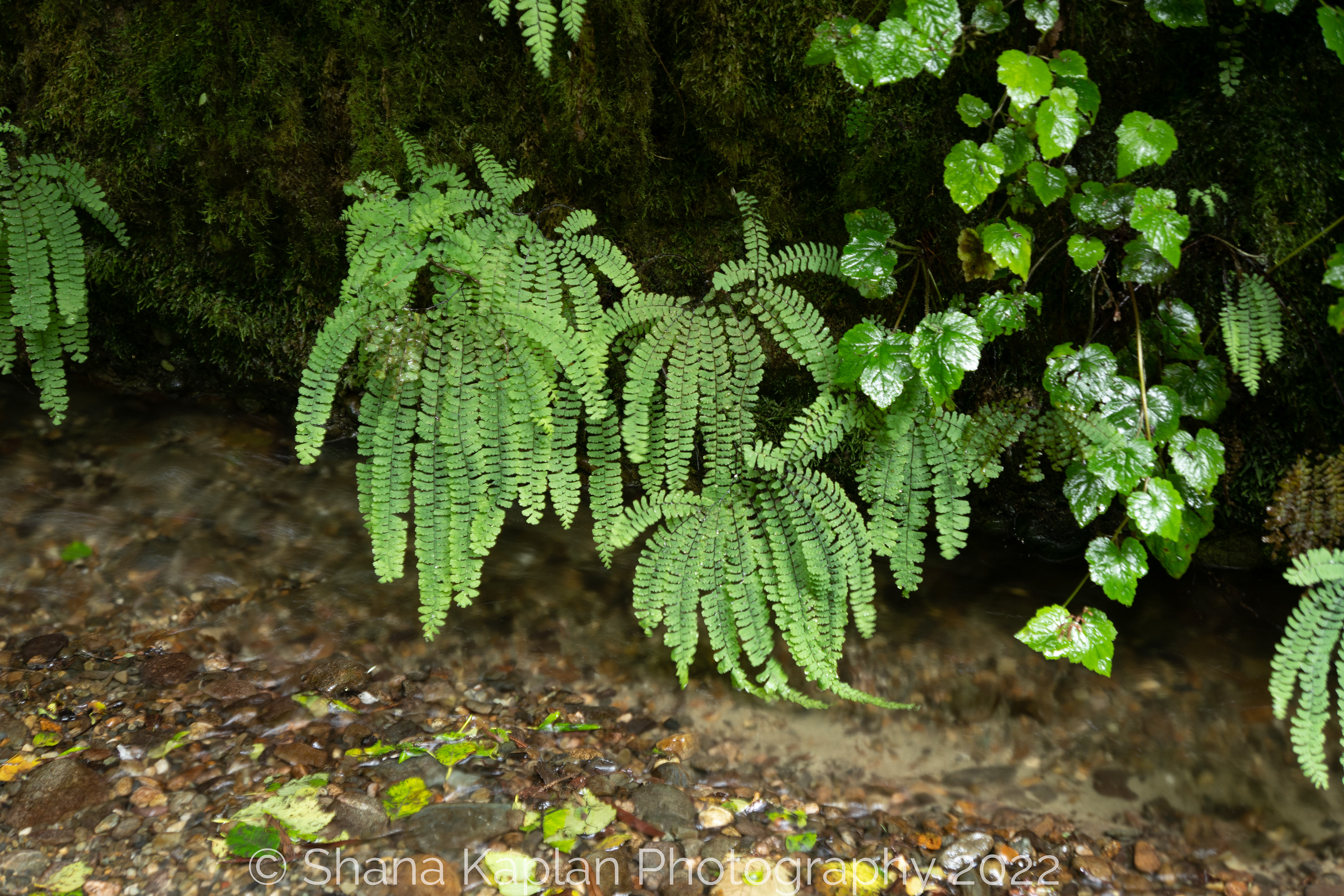 "Floating Ferns" - Gold Beach, CA