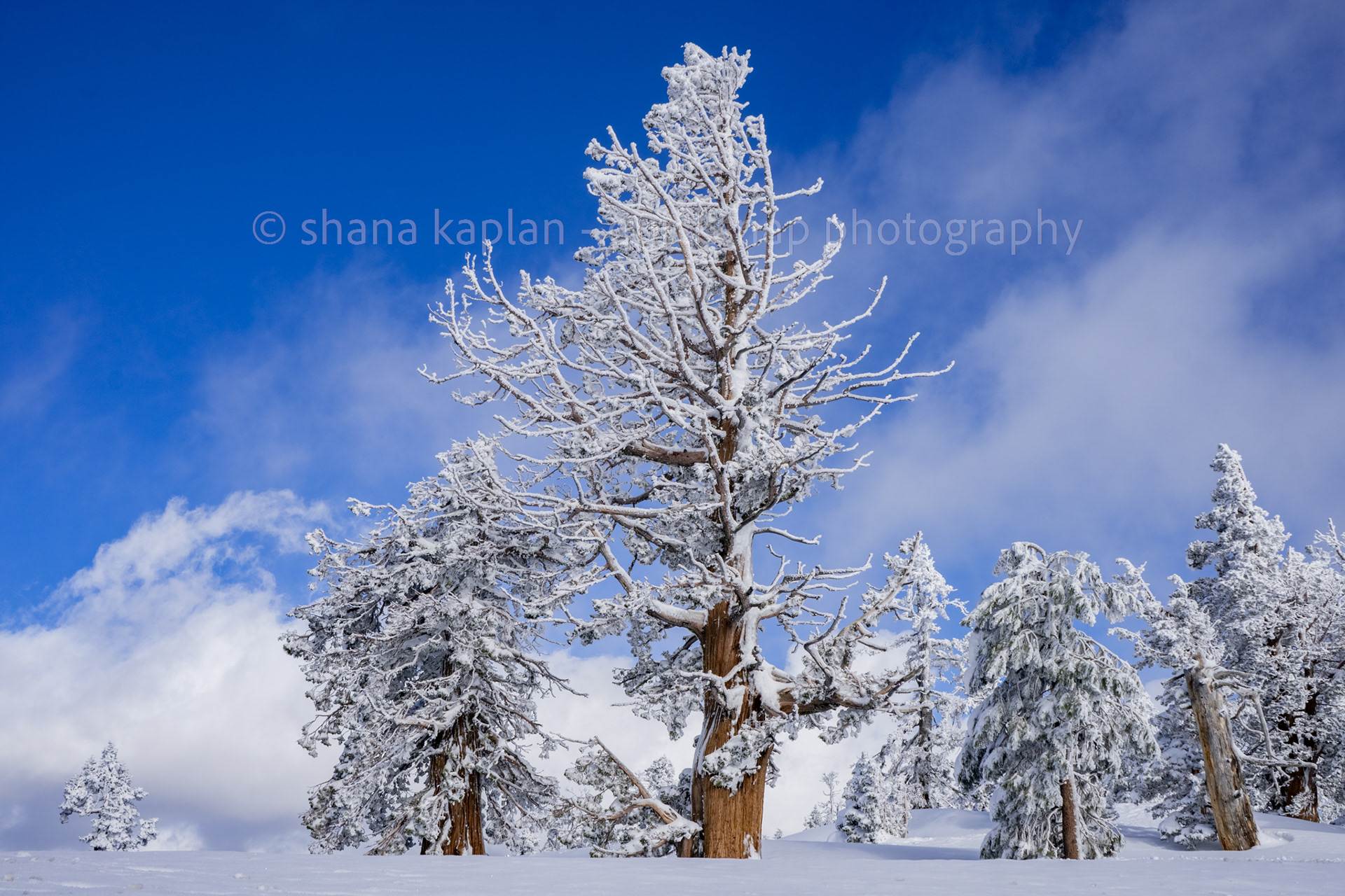 "Thriving" - Carson Pass, CA