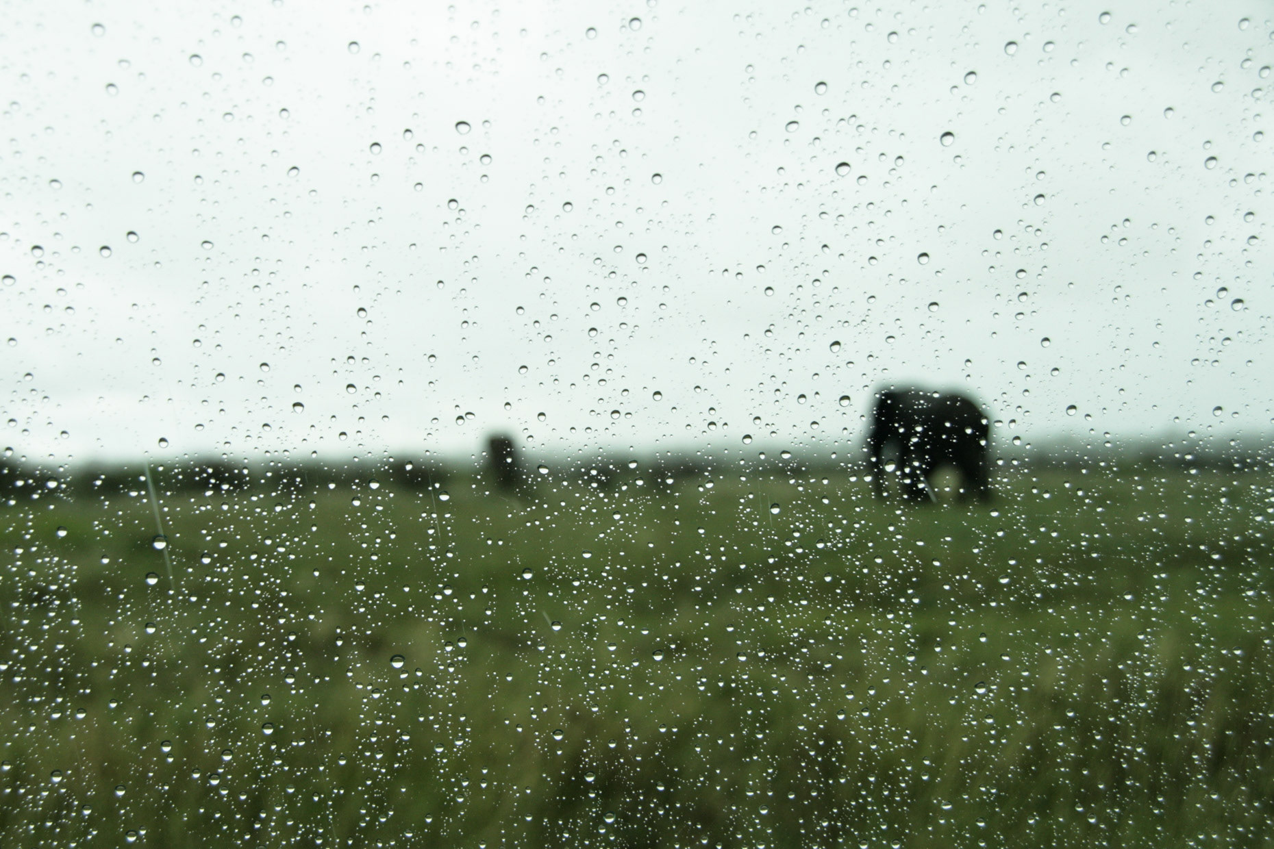 Elephants browsing through the Etosha National Park during the rainy season in February 2009. Kunene Region, Namibia.